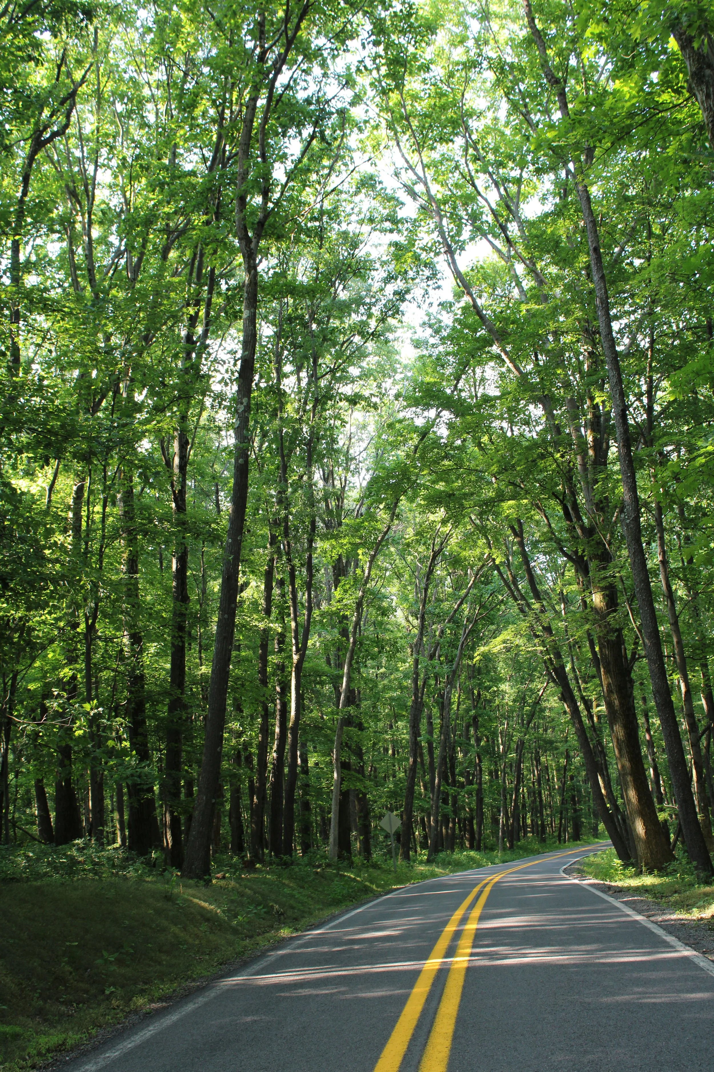 A winding two-lane road with yellow dividing lines runs through a dense green forest with tall trees on either side.
