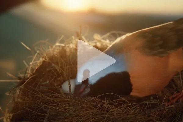A thumbnail from Allianz's latest advertising campaign