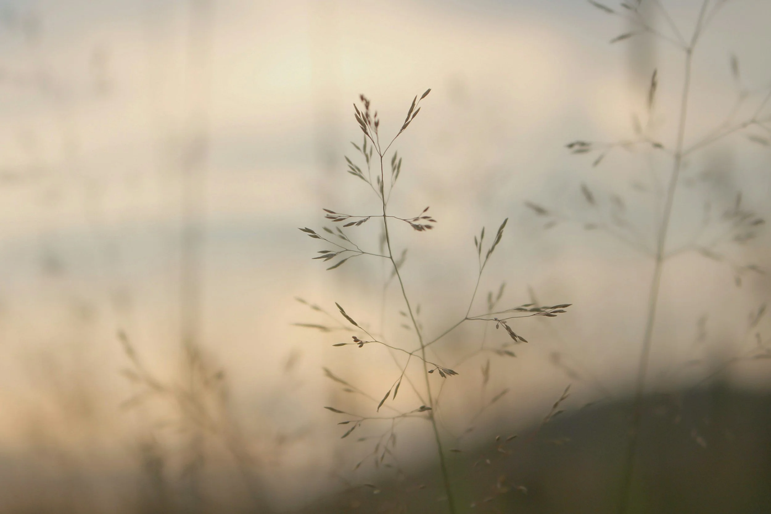Close-up of a delicate, wispy plant with multiple thin branches and small leaves, set against a soft, blurred background.
