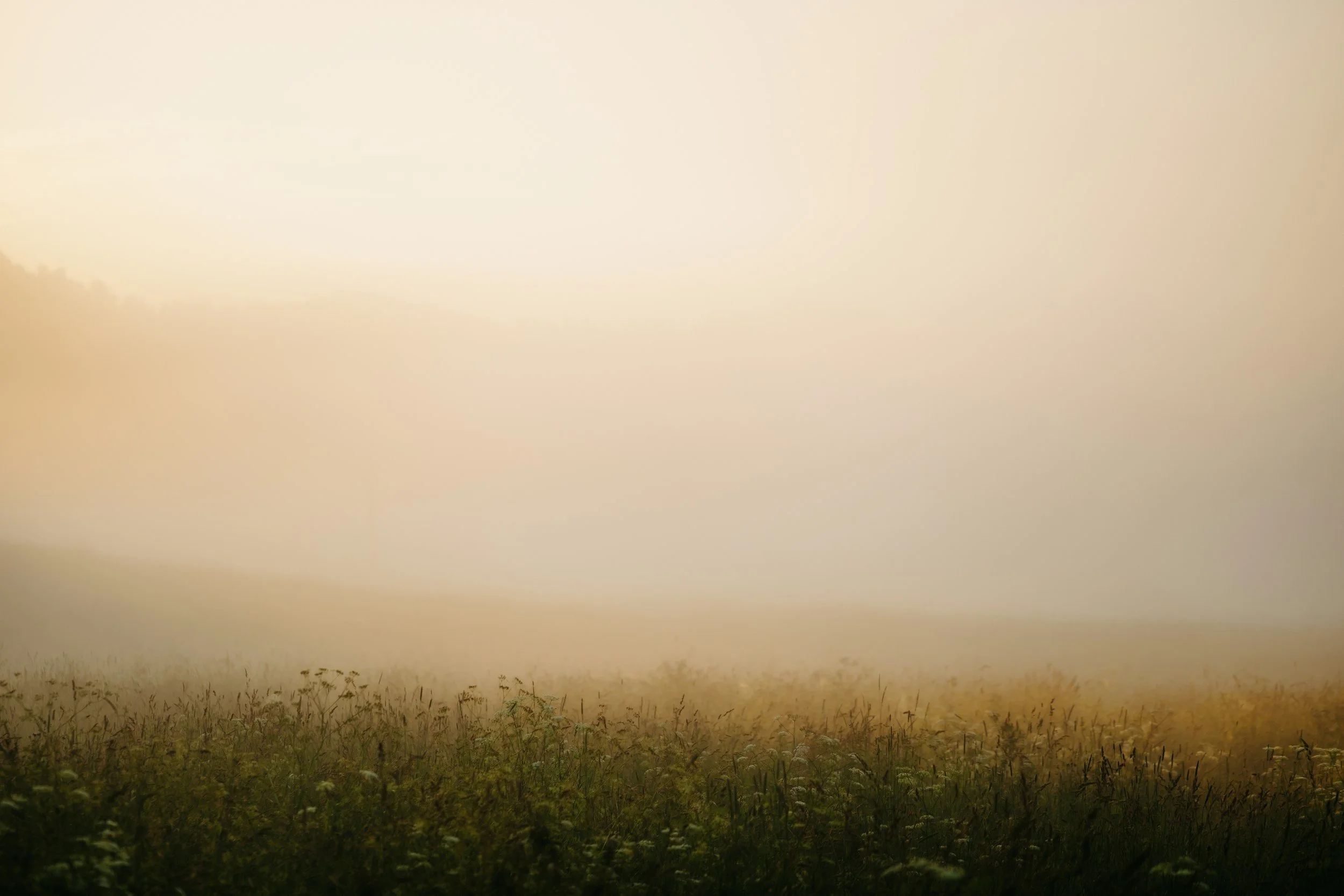 A foggy landscape with a grassy field in the foreground and trees obscured by fog in the background.