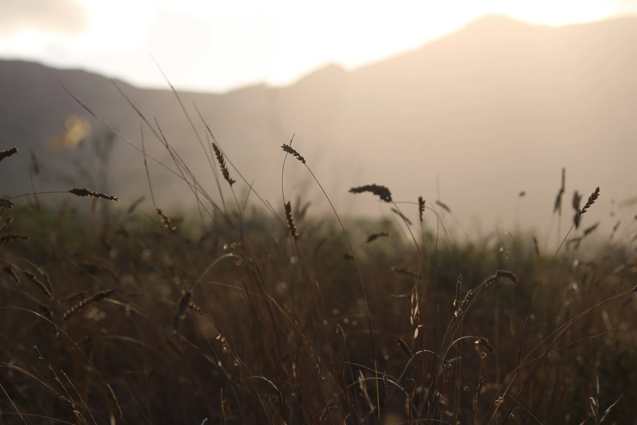 Close-up of tall dry grass stalks in a field with mountains in the background during sunset or sunrise.