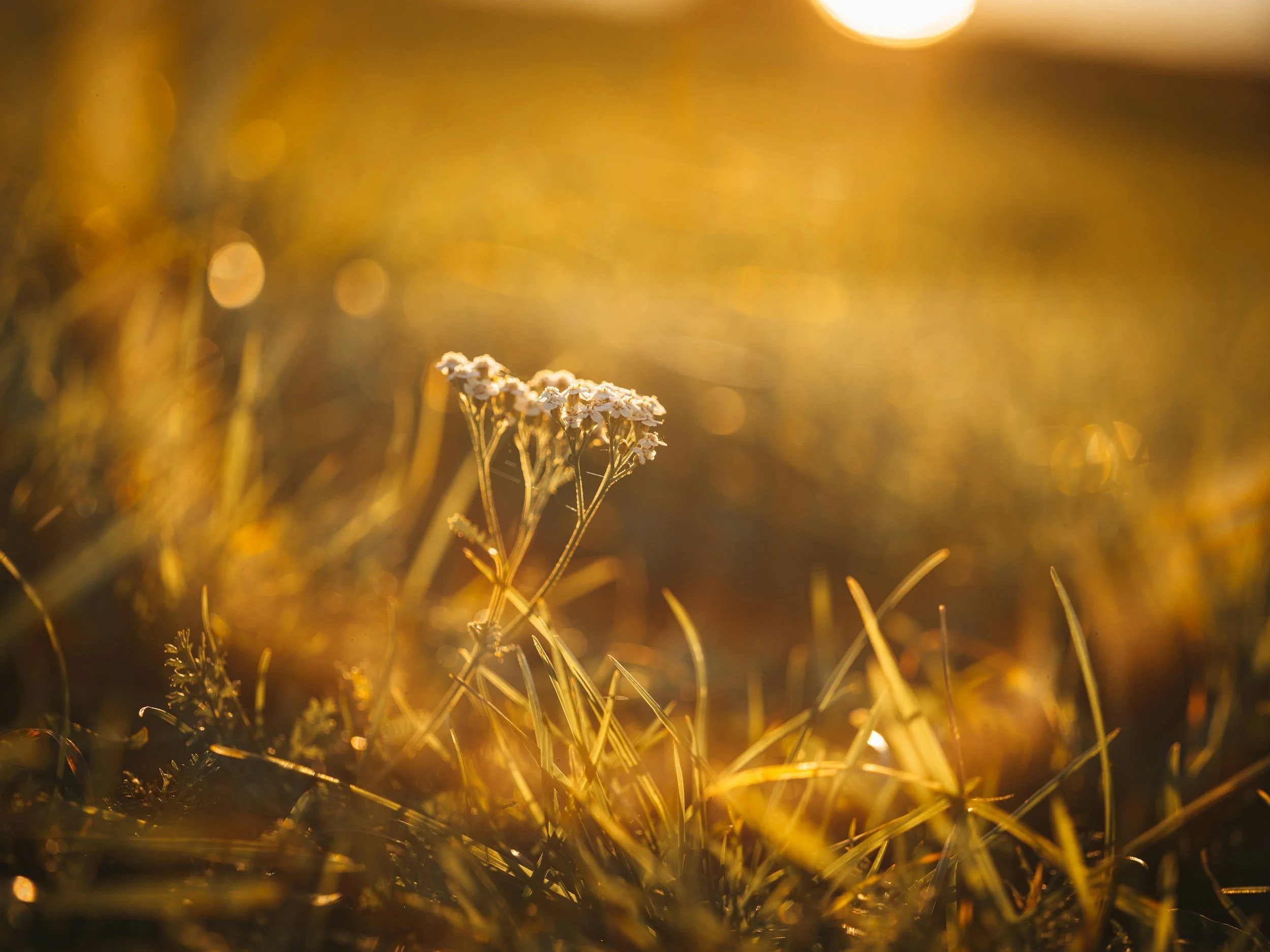 Close-up of wildflowers illuminated by golden sunset with bokeh background of sunlight.