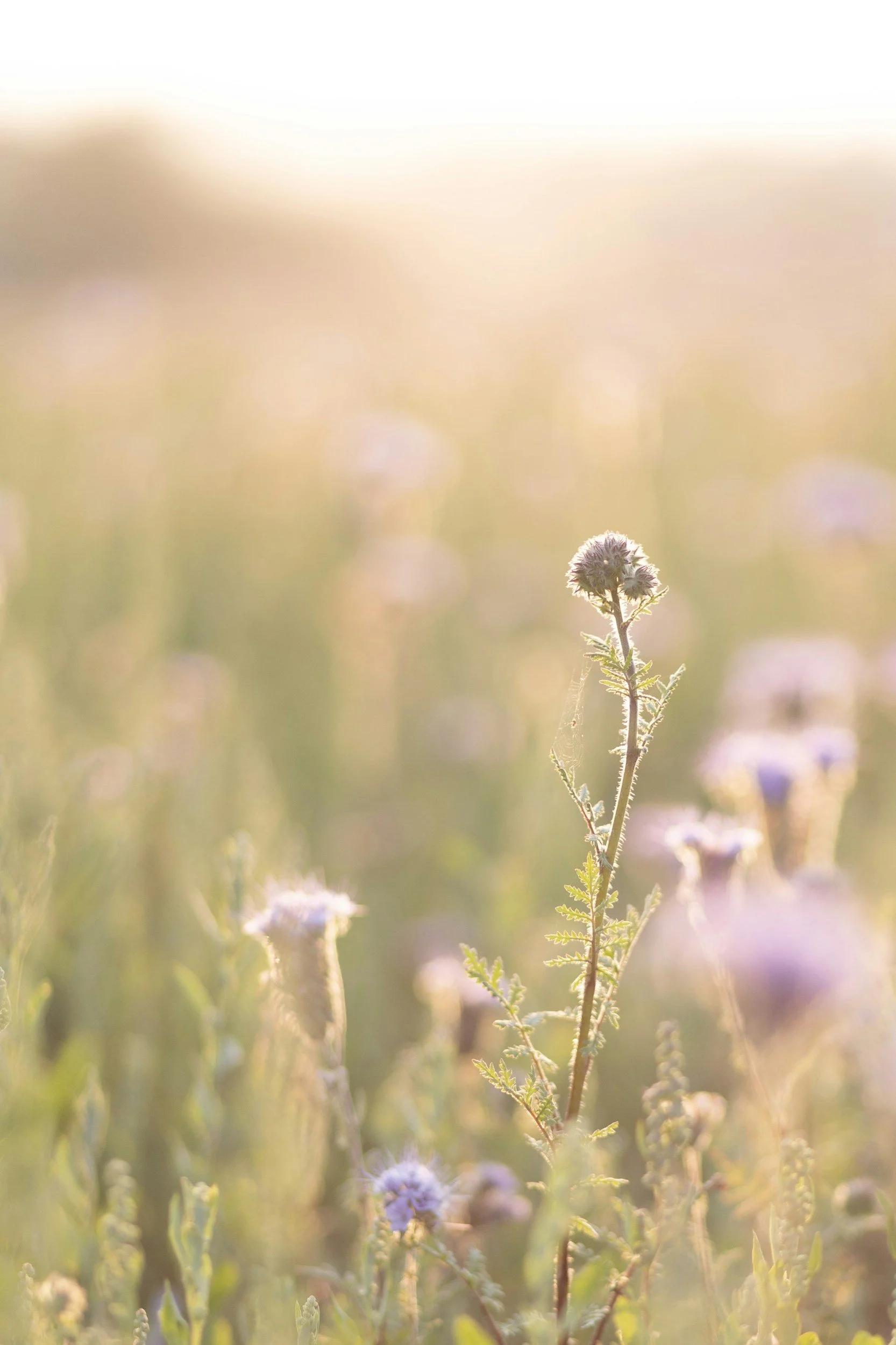 A close-up of a single small wildflower plant with purple flowers, standing alone in a sunlit field with a blurred background of grass and other plants.