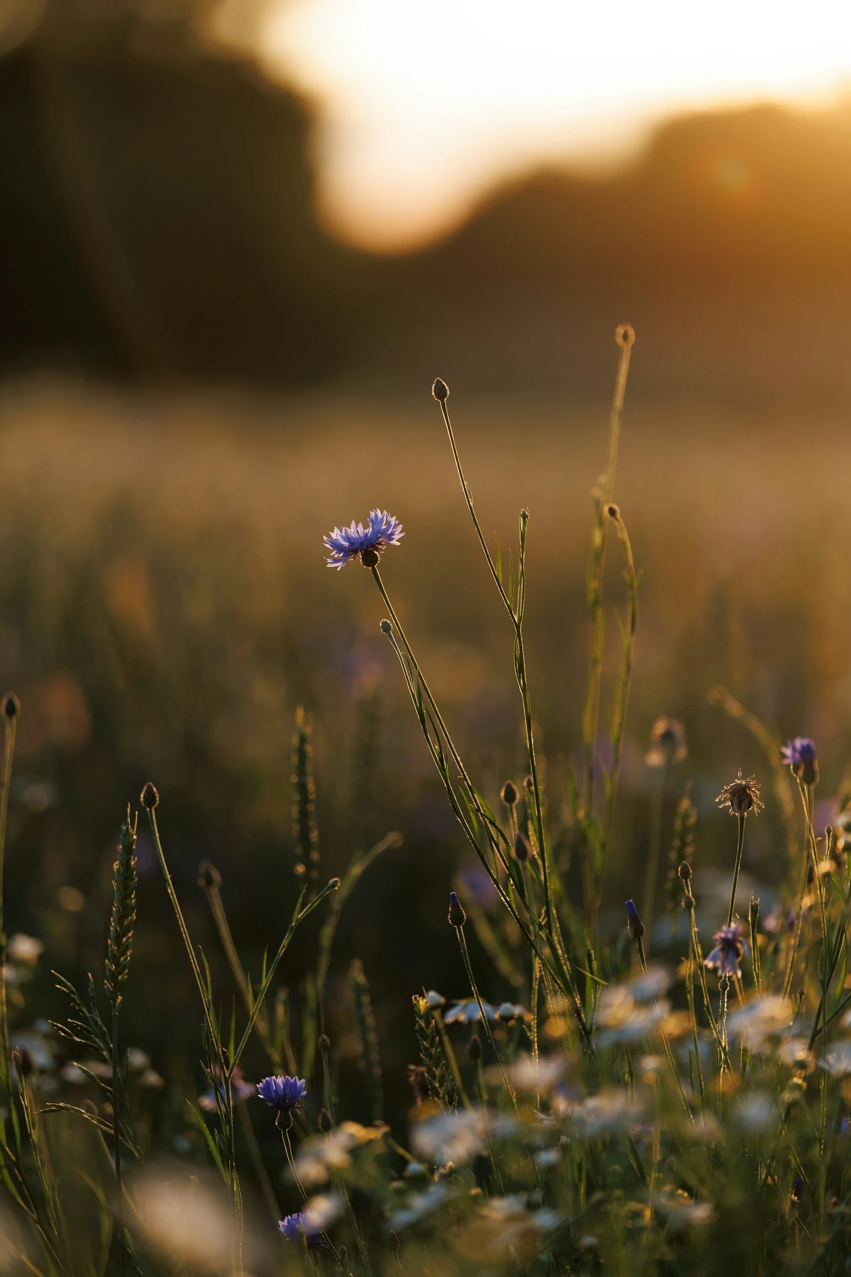 Close-up of wildflowers and grasses in a field during sunset, with a blurred background of trees and warm golden light.