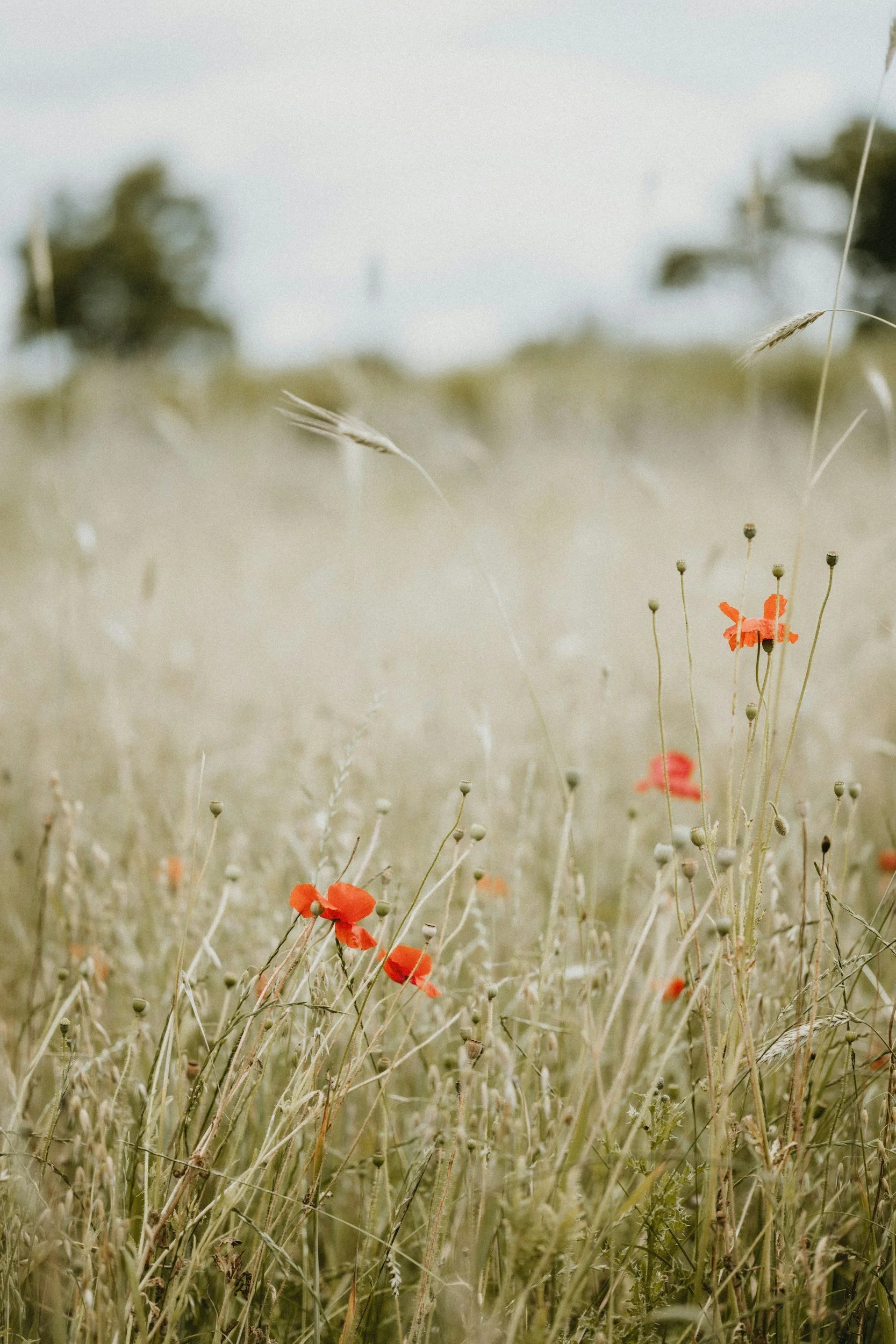 A field of tall, dry grass with scattered red poppies and some small seed heads on stalks, against a blurred background of trees and sky.