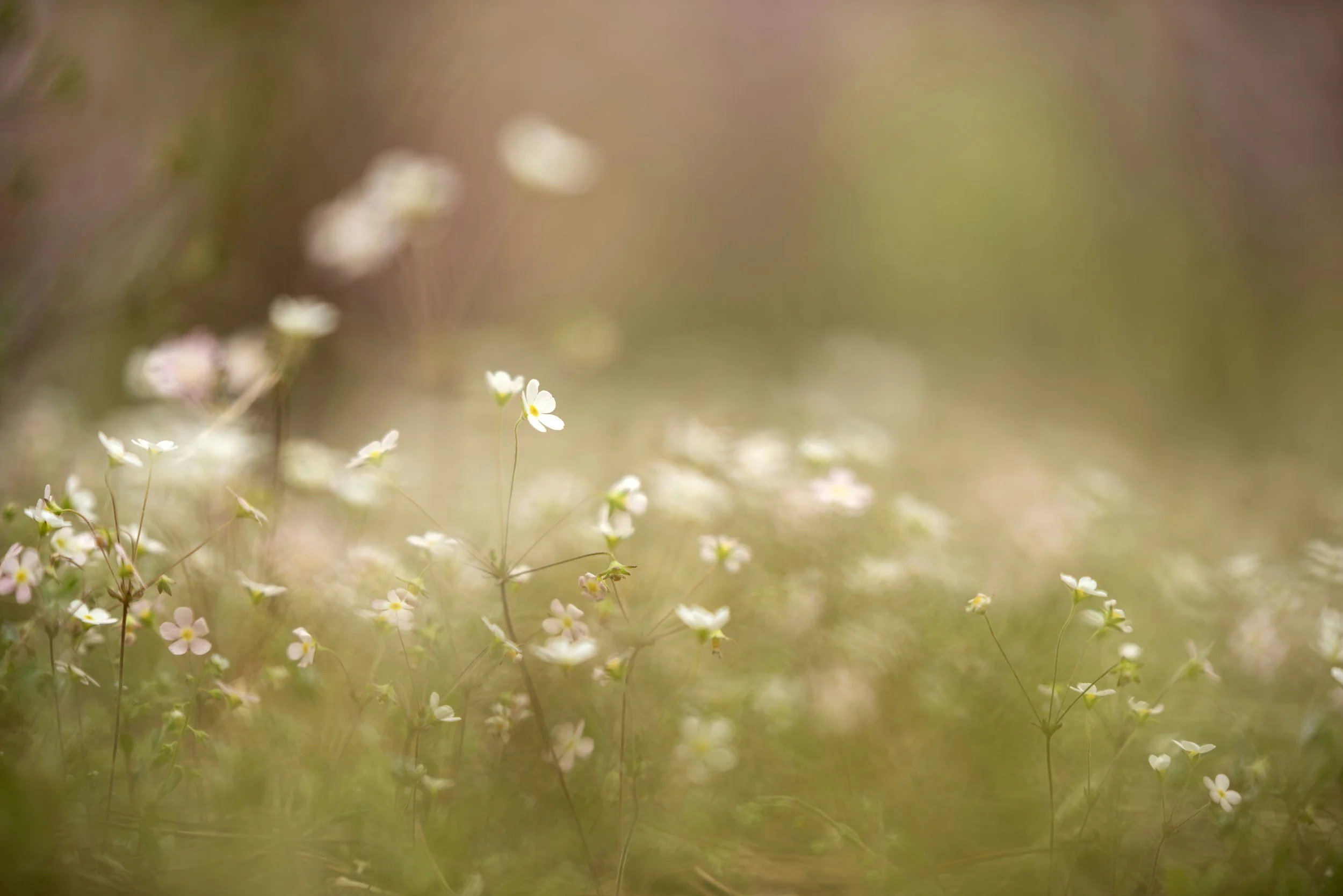 Small white flowers with yellow centers growing in a soft-focus natural setting.