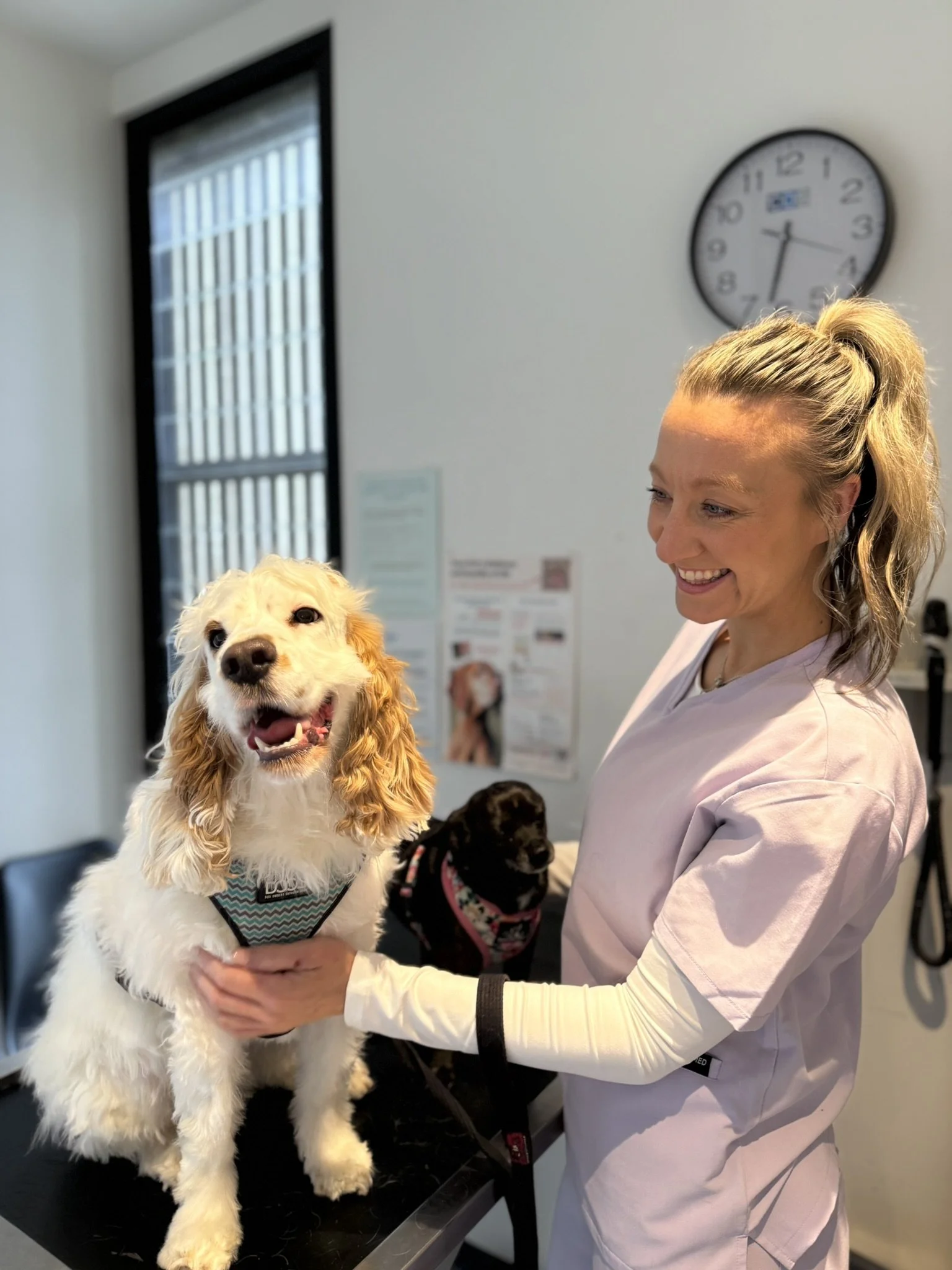A person in a white medical uniform holding a happy golden retriever dog on a table in a veterinary clinic. Behind them, there are two more dogs, one black and one with a black and brown coat, partly visible. A wall clock shows the time as approximately 4:22.