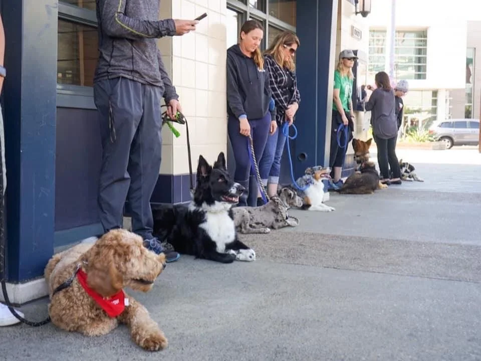 dog training group class in orange county