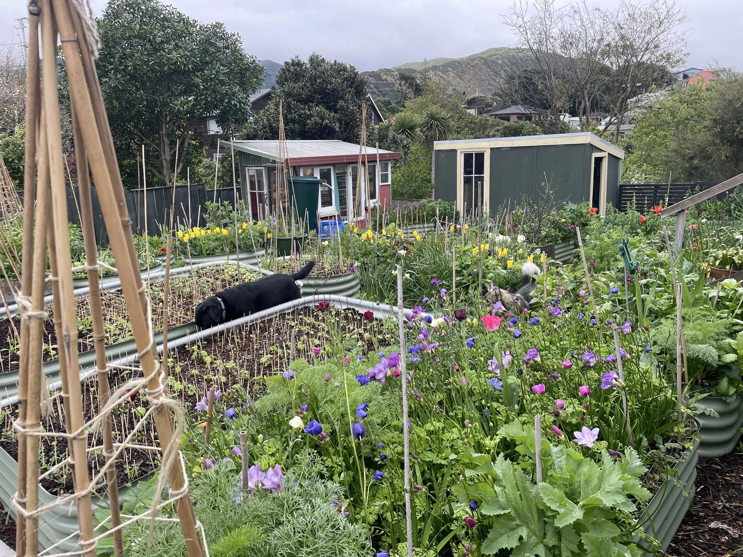 The Back Garden