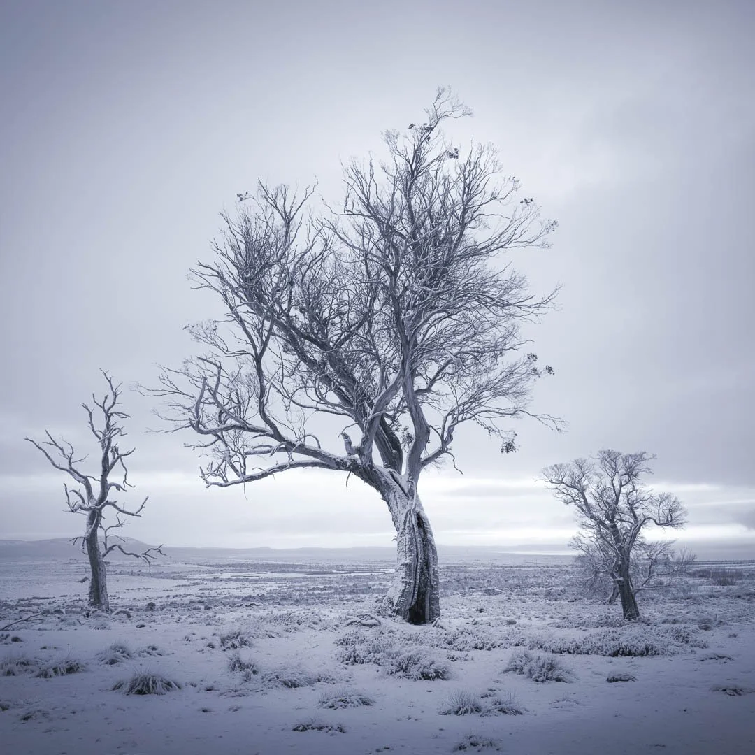 A stand of Miena cider gums, Tasmania