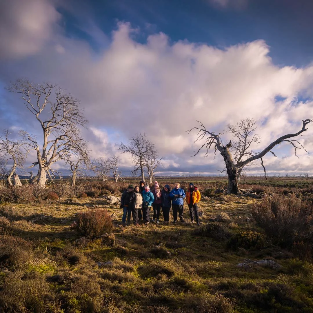 Guests photographing the Miena cider gums