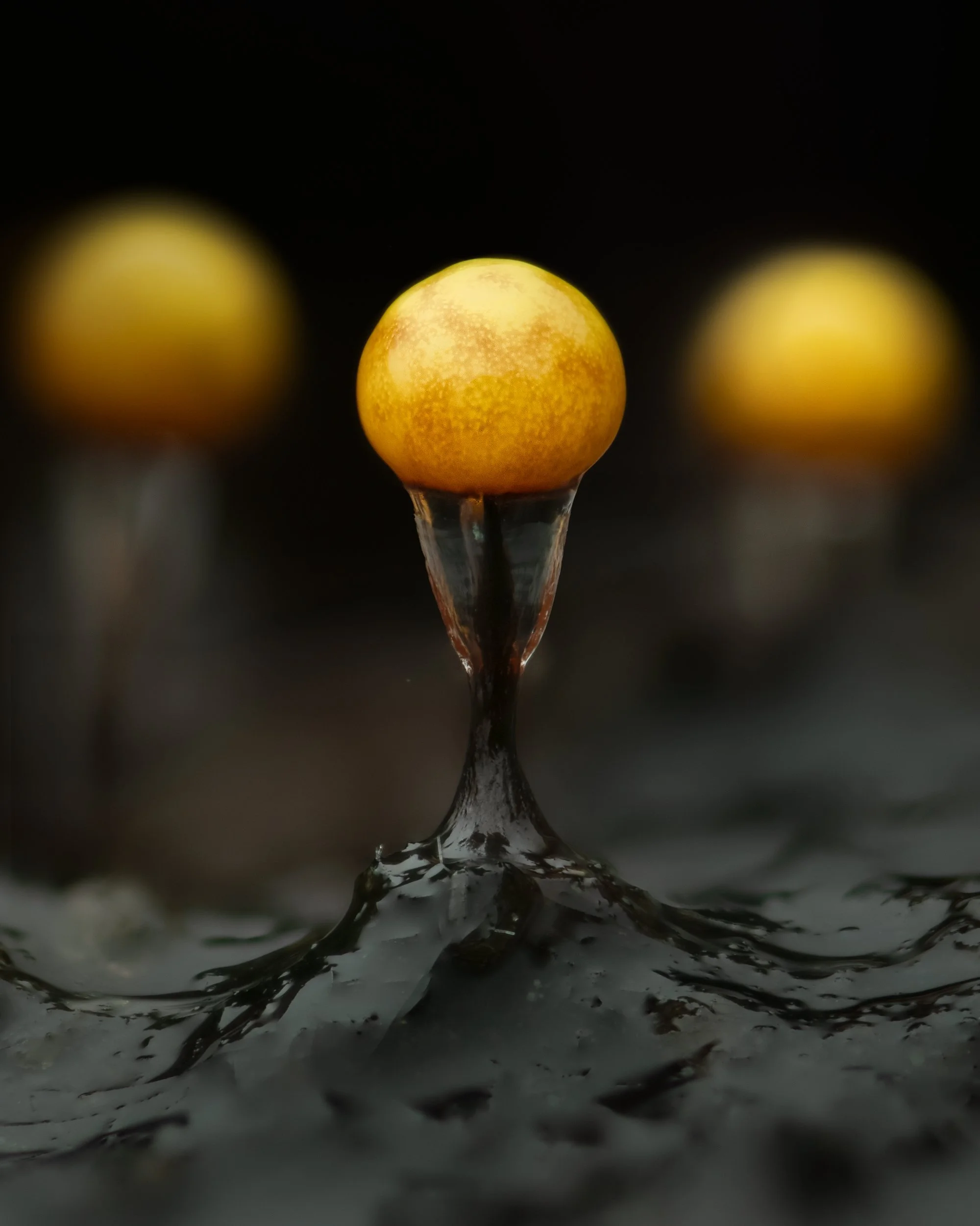 Yellow slime mould on the forest floor at Mt Field
