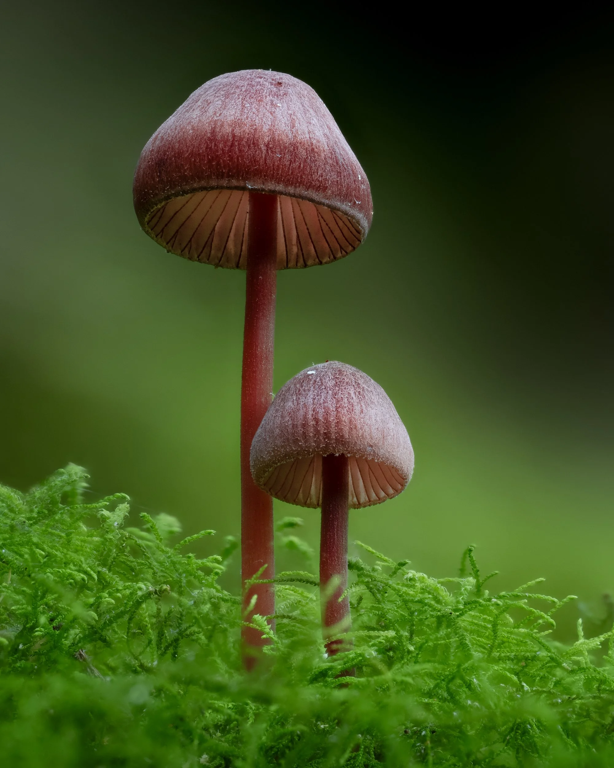 A pair of red fungi on the forest floor, Mt Field National Park