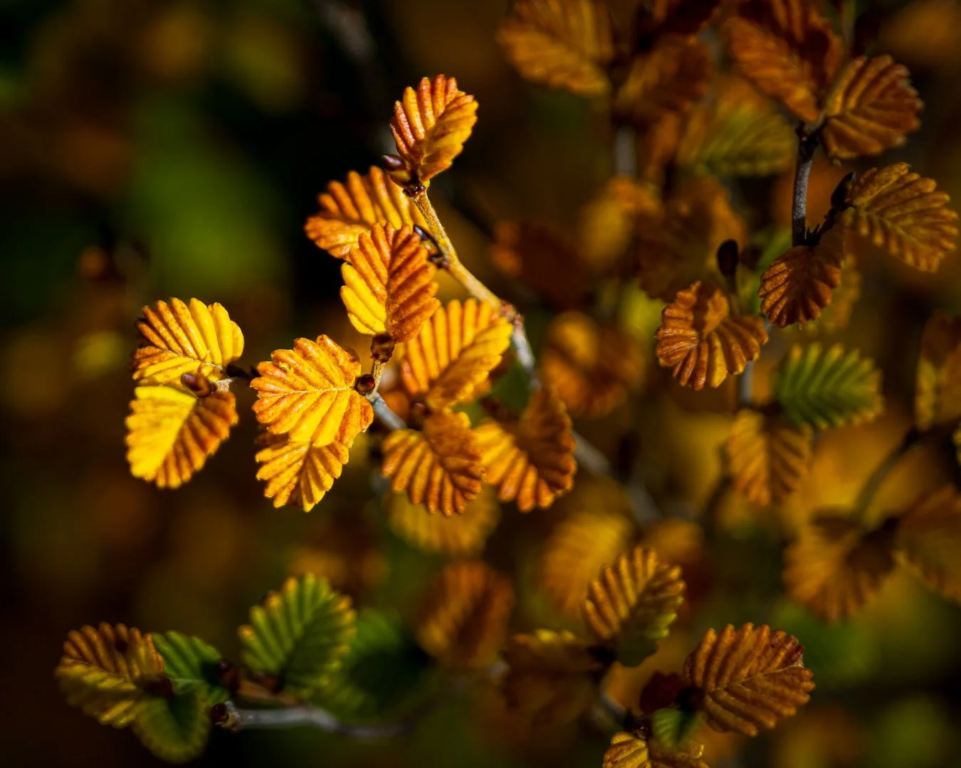 Fagus colour at Mt Field National Park, Tasmania