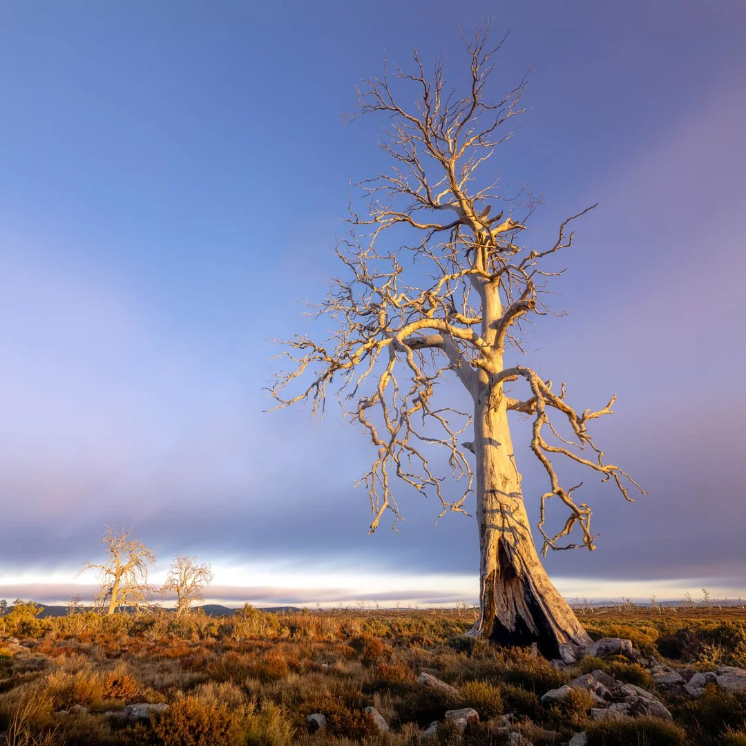 Sunrise on Miena cider gums on Tasmania's Central Plateau