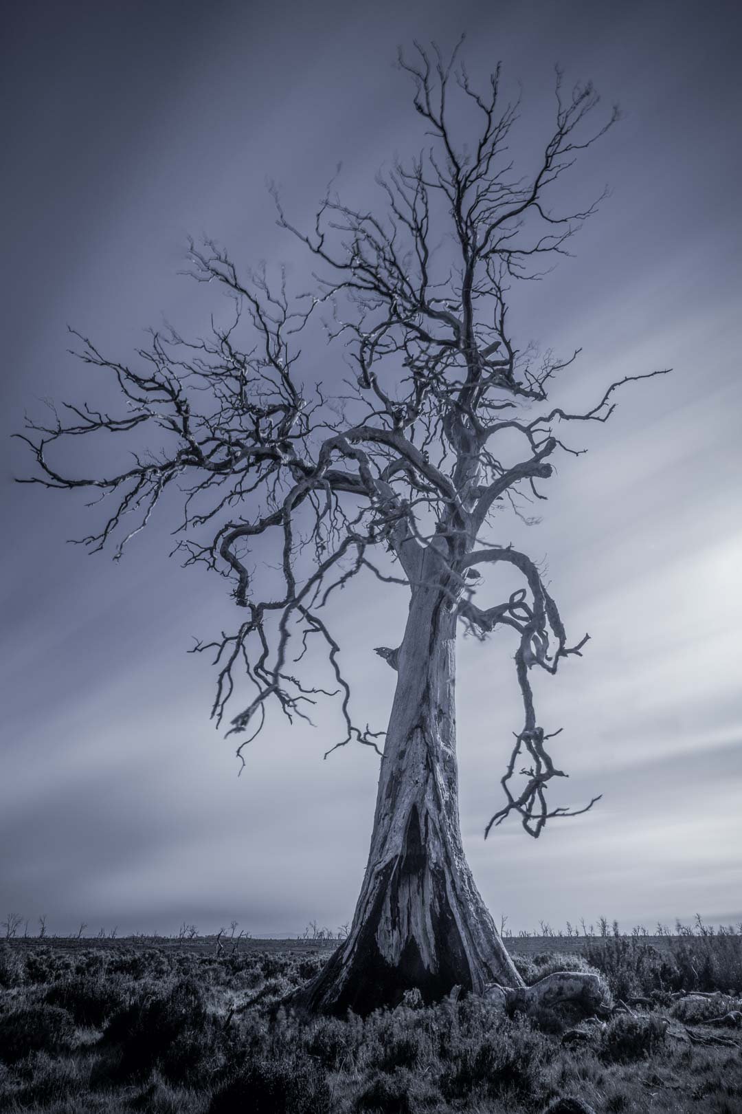 A tall, leafless cider gum with twisting branches stands alone in a barren landscape under a cloudy, gray sky.
