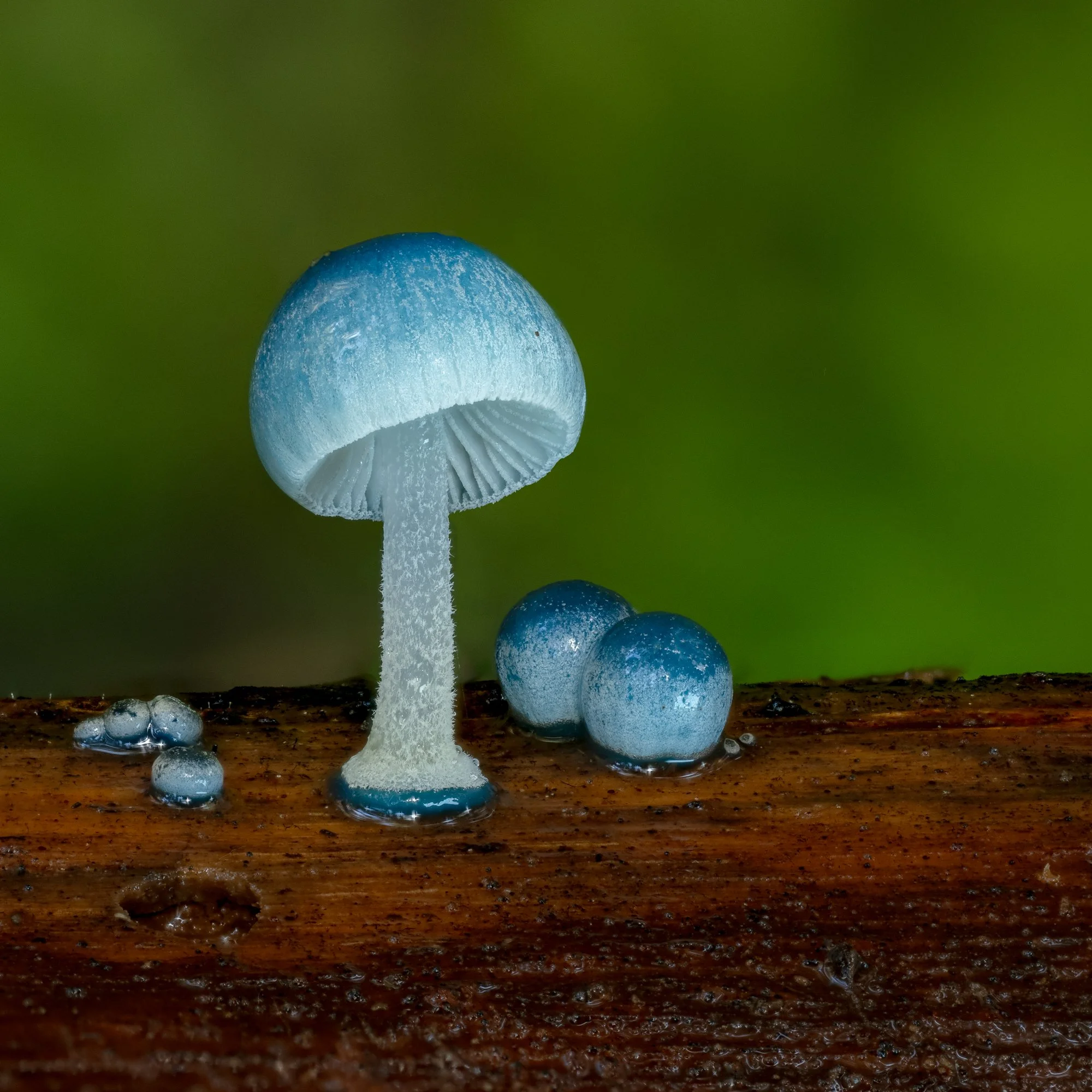 Pixie cup fungi on damp forest litter, Mt Field National Park
