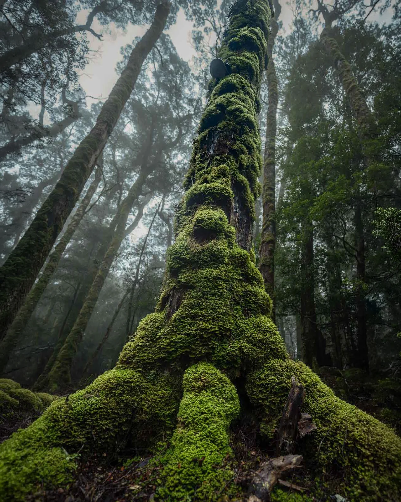 Mossy Myrtle Tree from Tasmania's North East