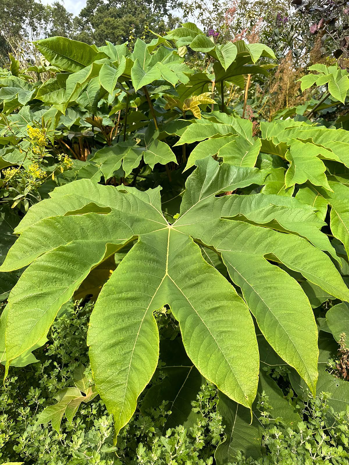 Large-leaved exotic foliage plant growing in a garden.