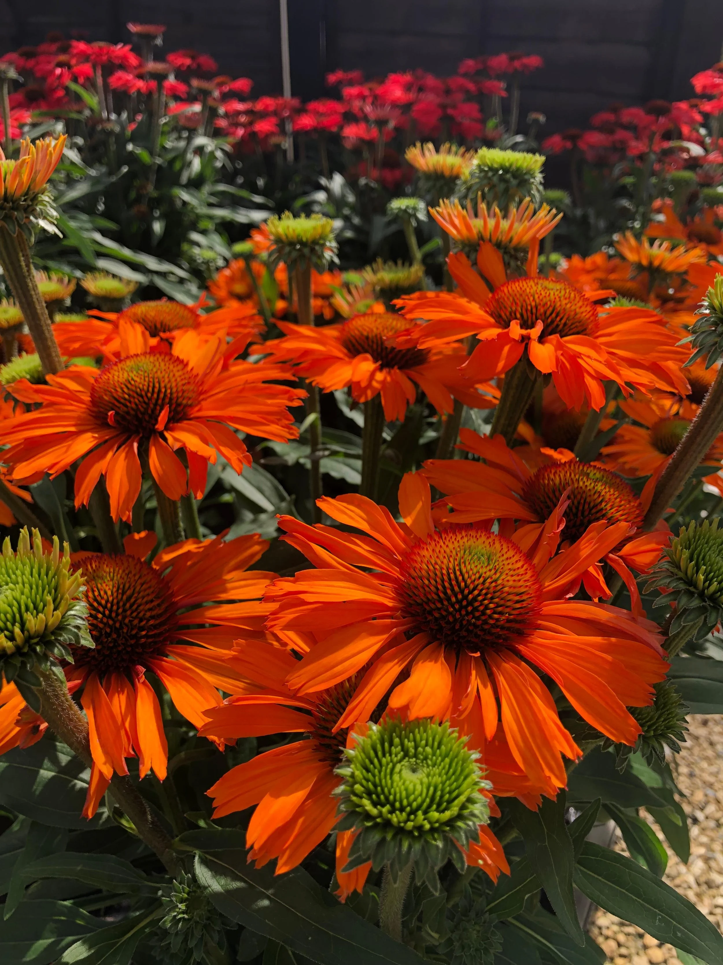 Orange Echinacea flowers showcasing distinctive plant genetics and garden performance.
