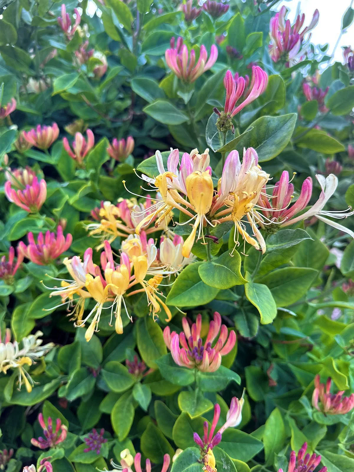 Flowering honeysuckle climber with pink and yellow blooms.