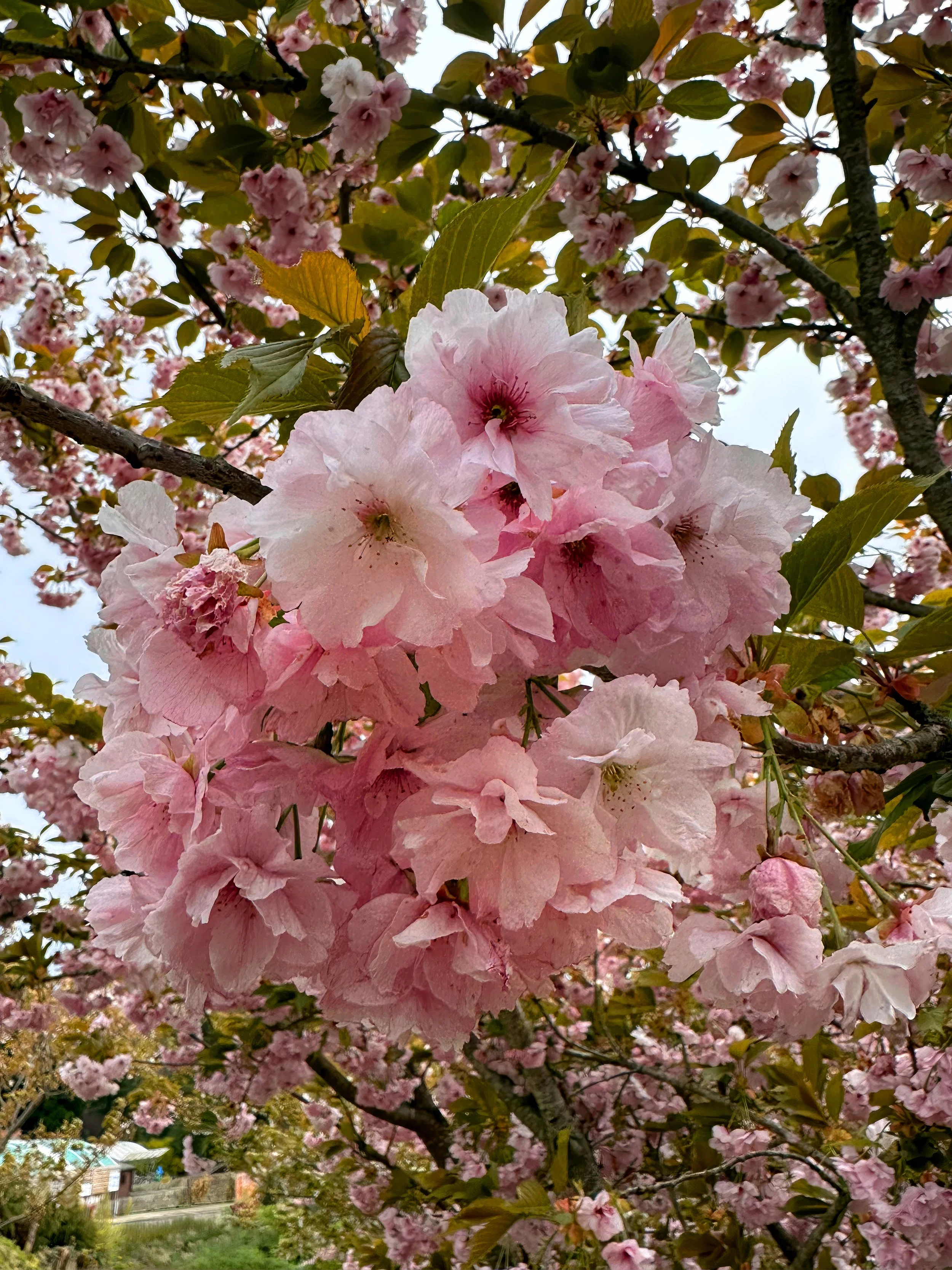 Ornamental cherry tree covered in soft pink spring blossom.