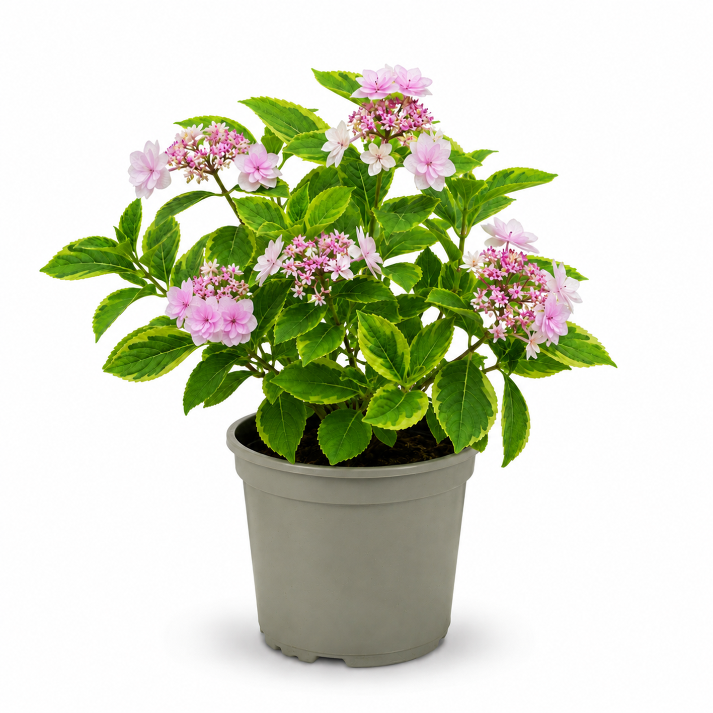 Potted Hydrangea macrophylla with pink flowers and variegated green foliage.