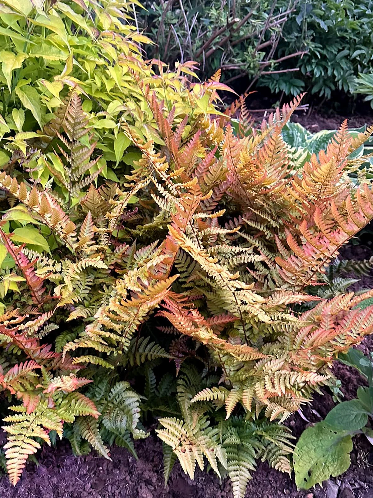 Colourful ornamental ferns with copper, pink and green foliage.