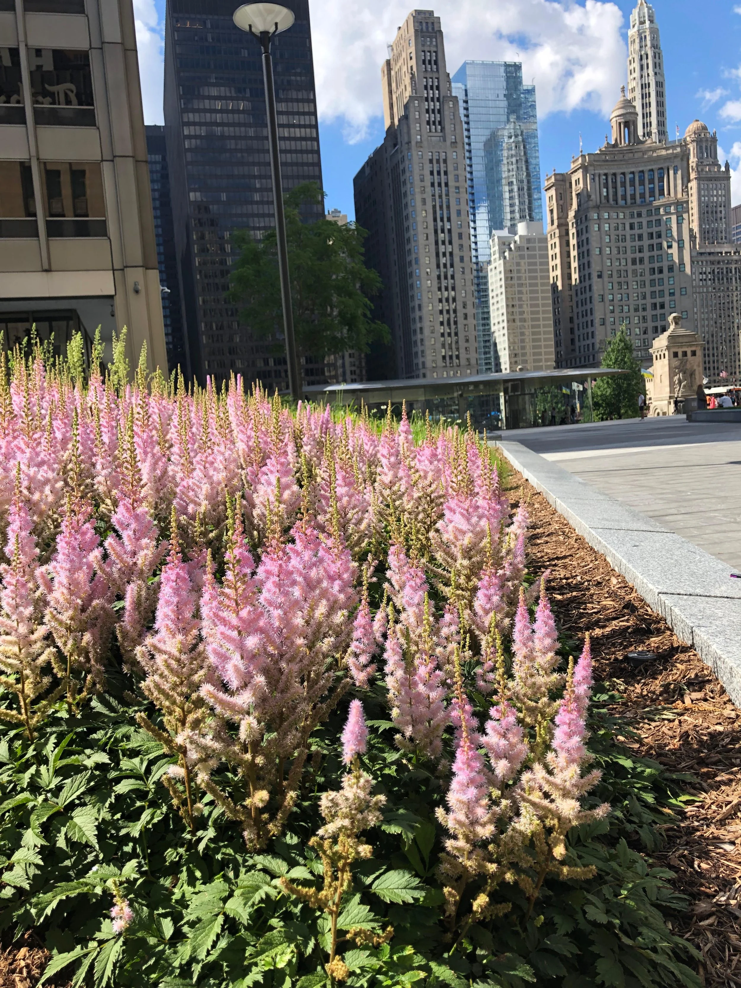 Flowering plants showcased in an urban landscape to demonstrate market and landscaping potential.