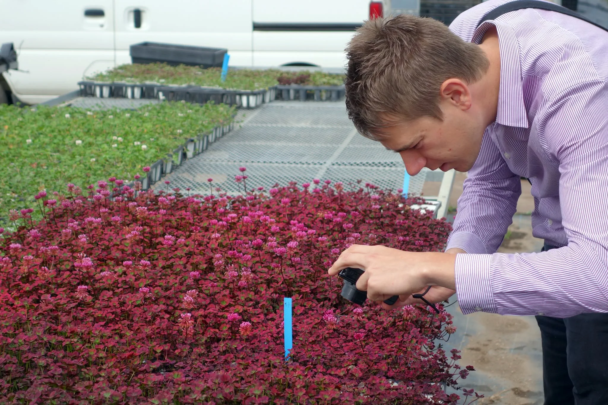 Evaluating plant varieties and genetics through commercial horticultural trials.