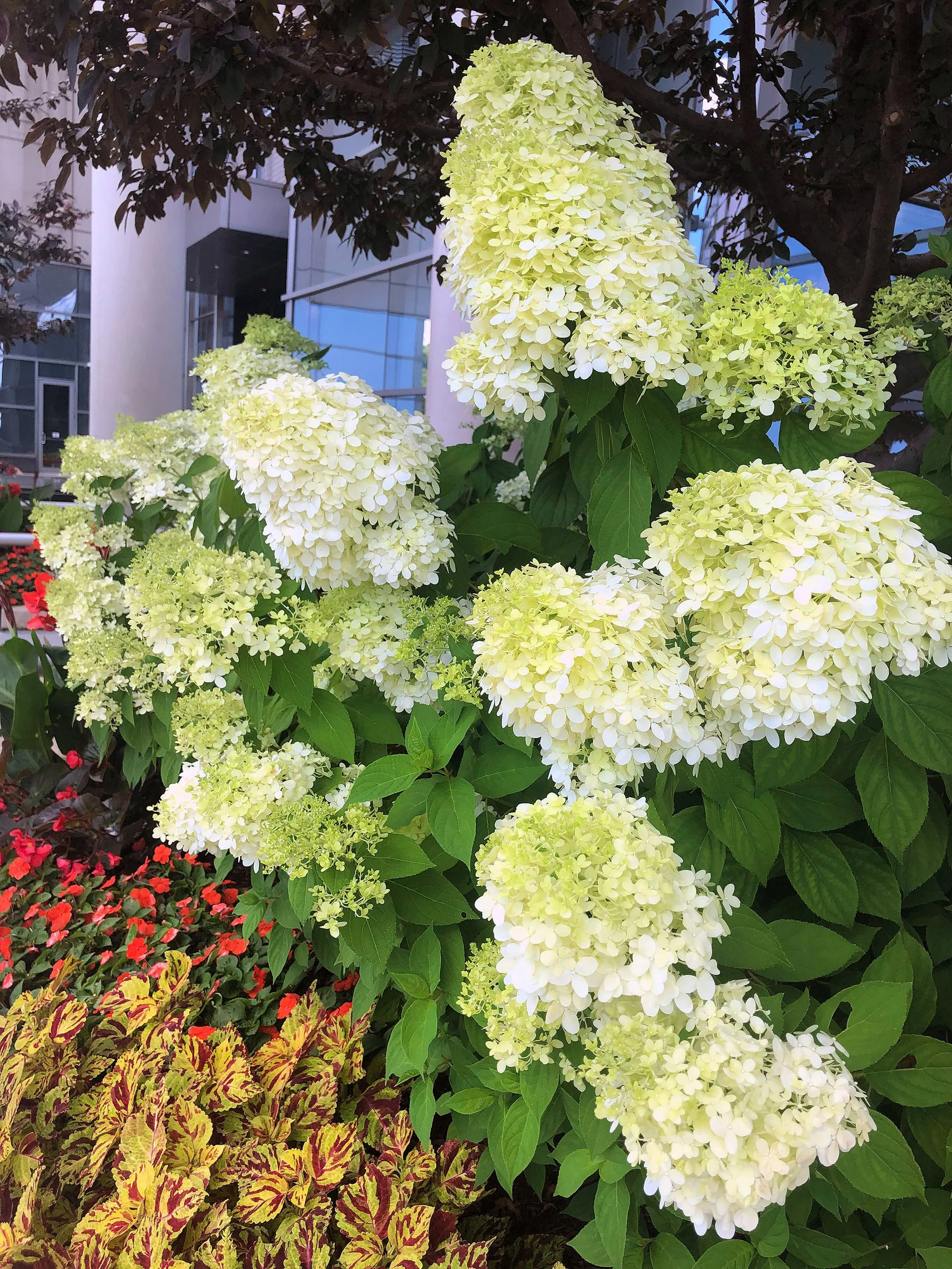 White flowering Hydrangea shrub in a landscaped garden setting.
