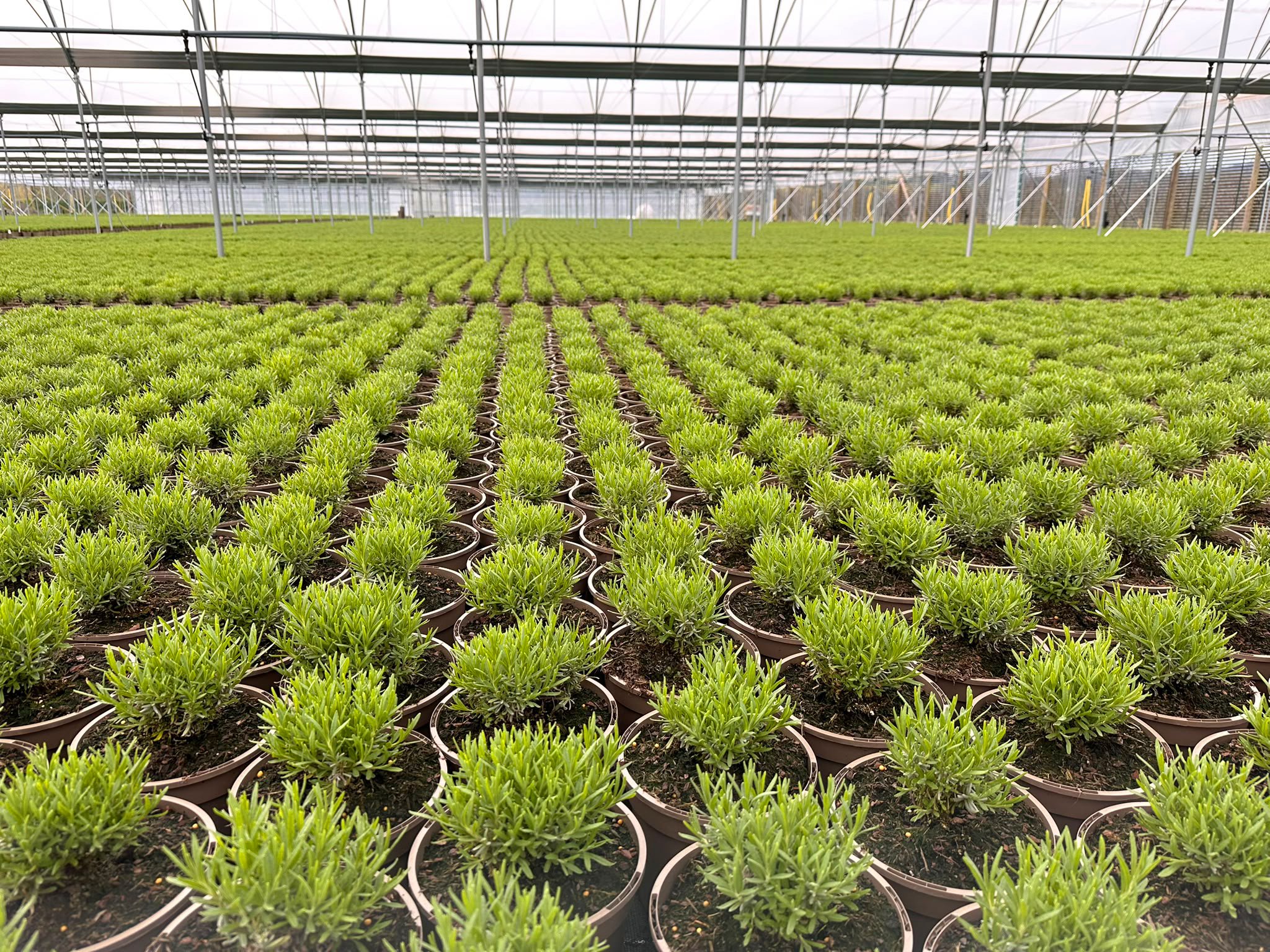Large-scale commercial greenhouse production of potted plants.