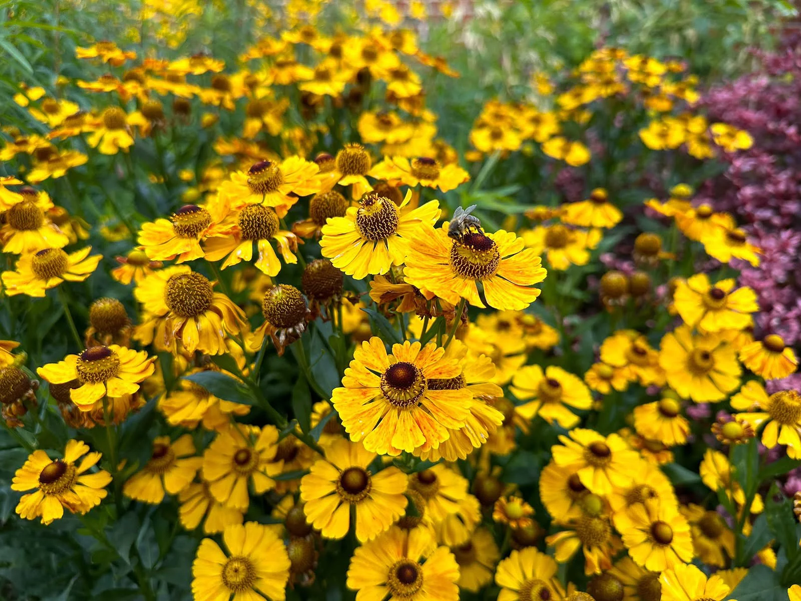 Yellow Helenium flowers providing vibrant perennial garden colour.