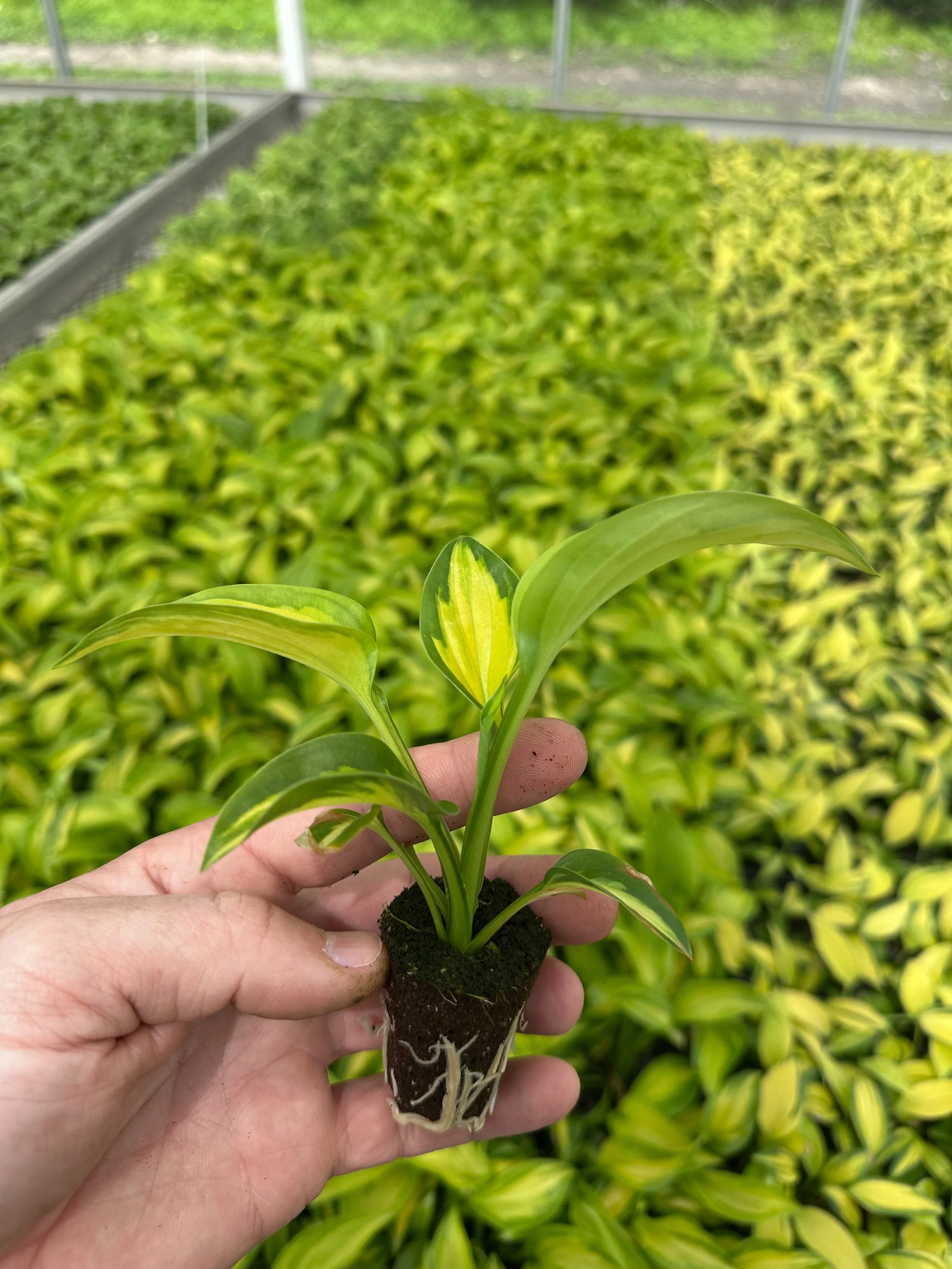 Young plant plug showing healthy root development in commercial production.