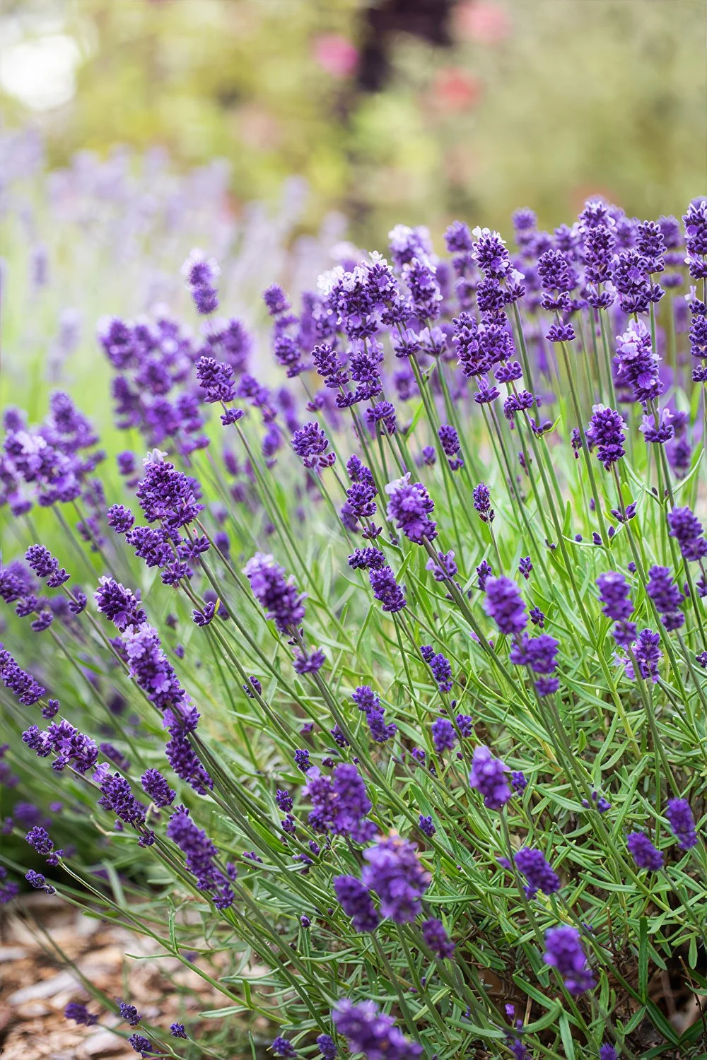 A lush garden bed filled with blooming purple lavender flowers under soft sunlight.