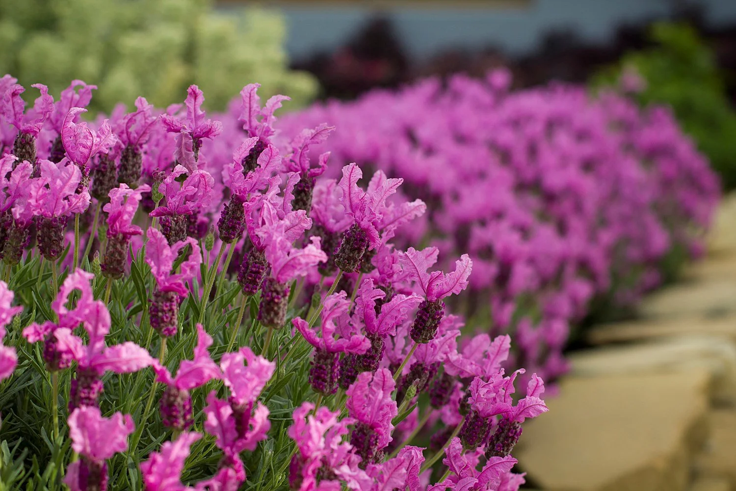 Close-up of pink lavender flowers in a garden.