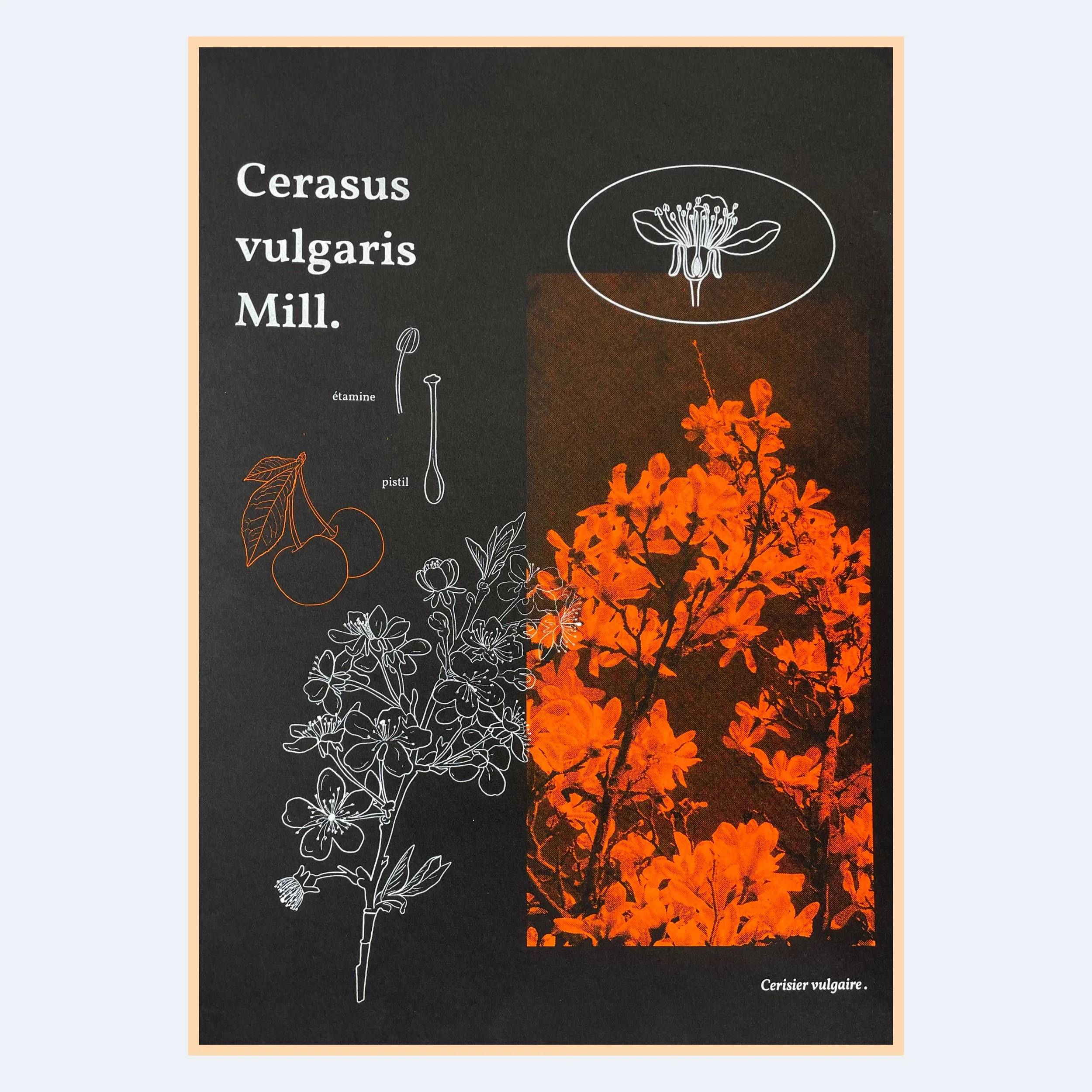Cerisier