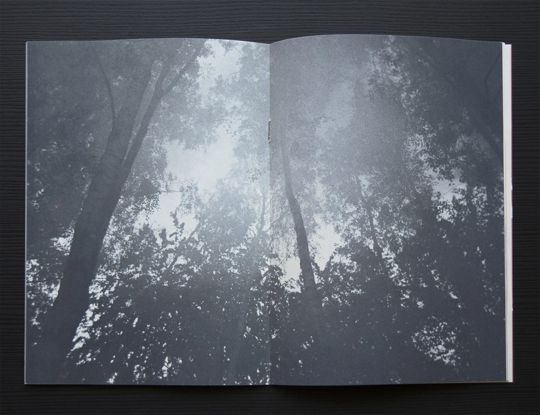 Forest with no names (Copy) (Copy) (Copy)