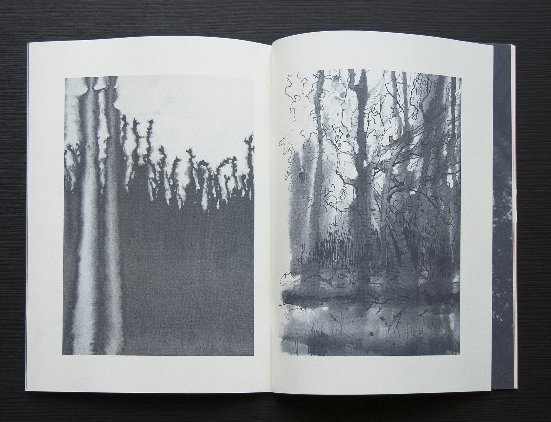 Forest with no names (Copy) (Copy) (Copy)