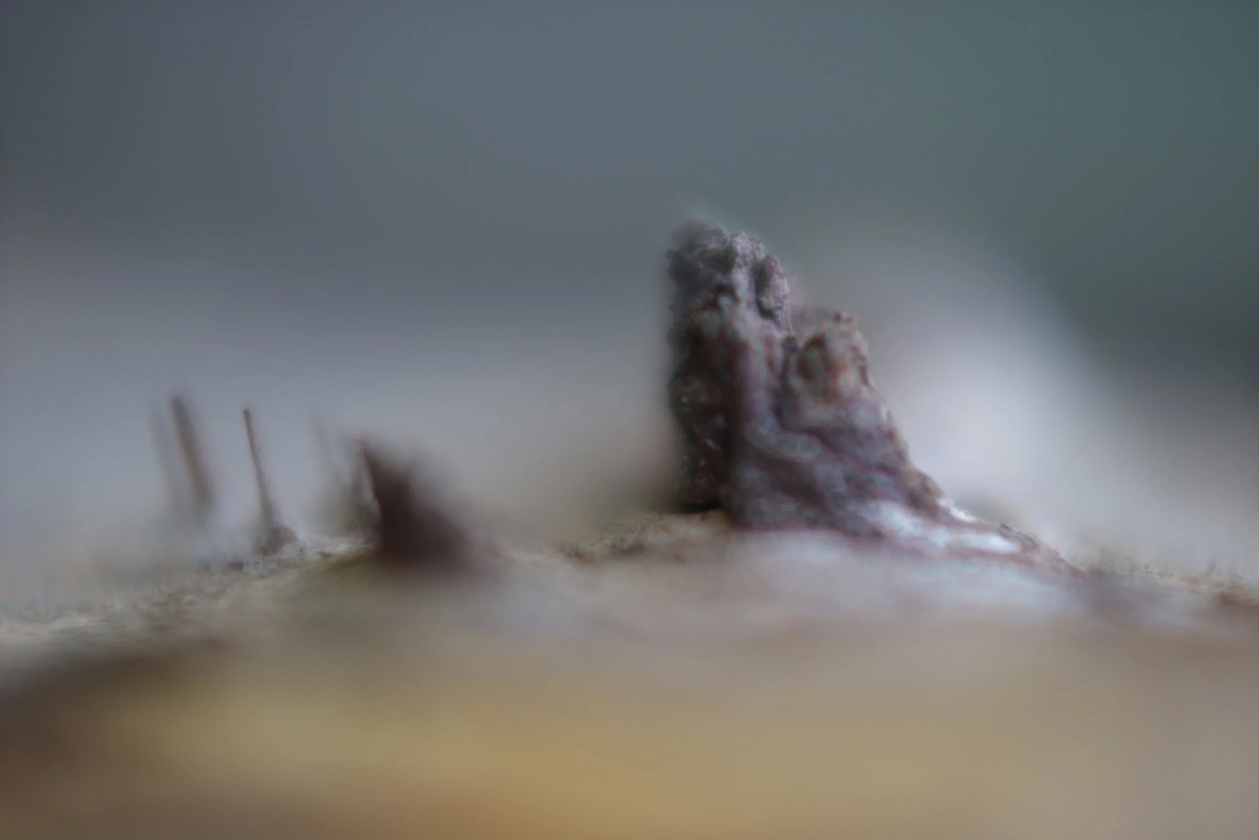 Gros plan d'un objet obscur et texturé posé sur une surface nu et baigné d'une lumière tamisée. Avec in processus de paréidolie, on peut entrevoir une tête d'animal