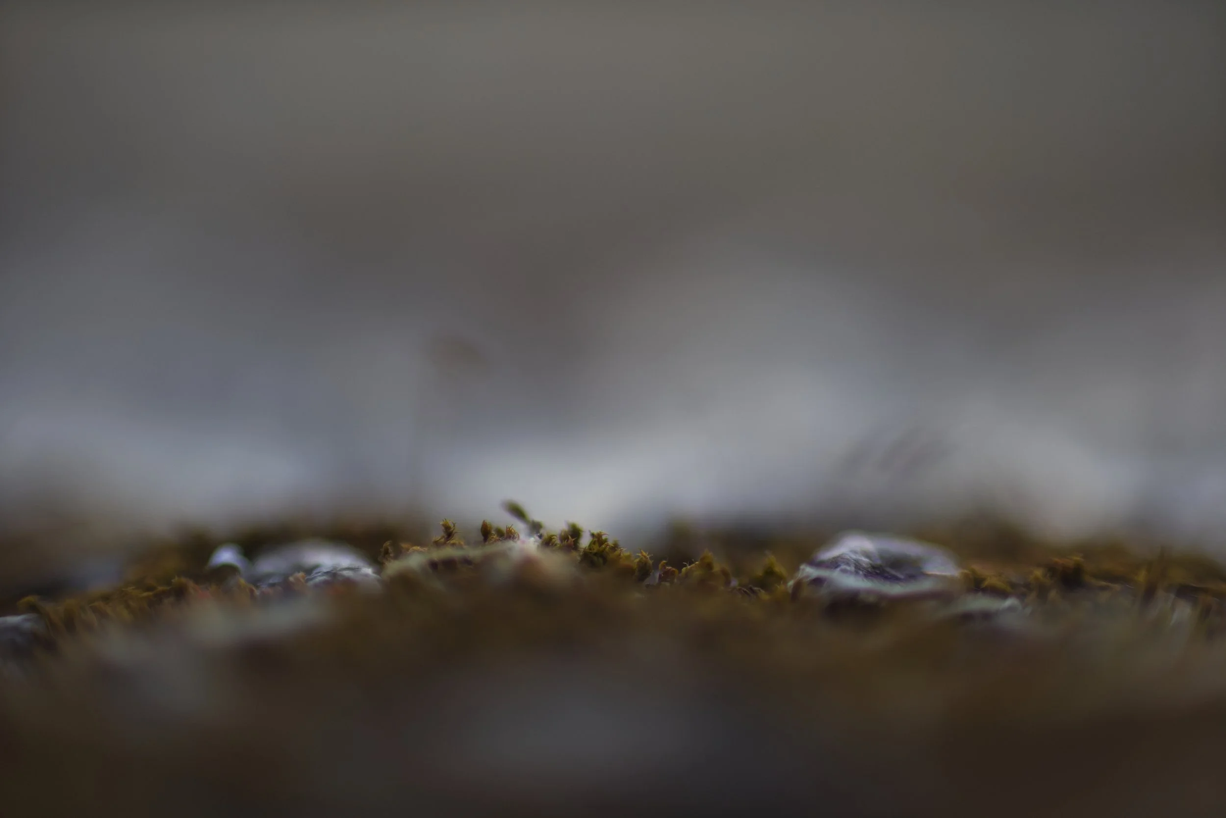 paysage désolé avec du lichen résistant aux vents lancinants.
