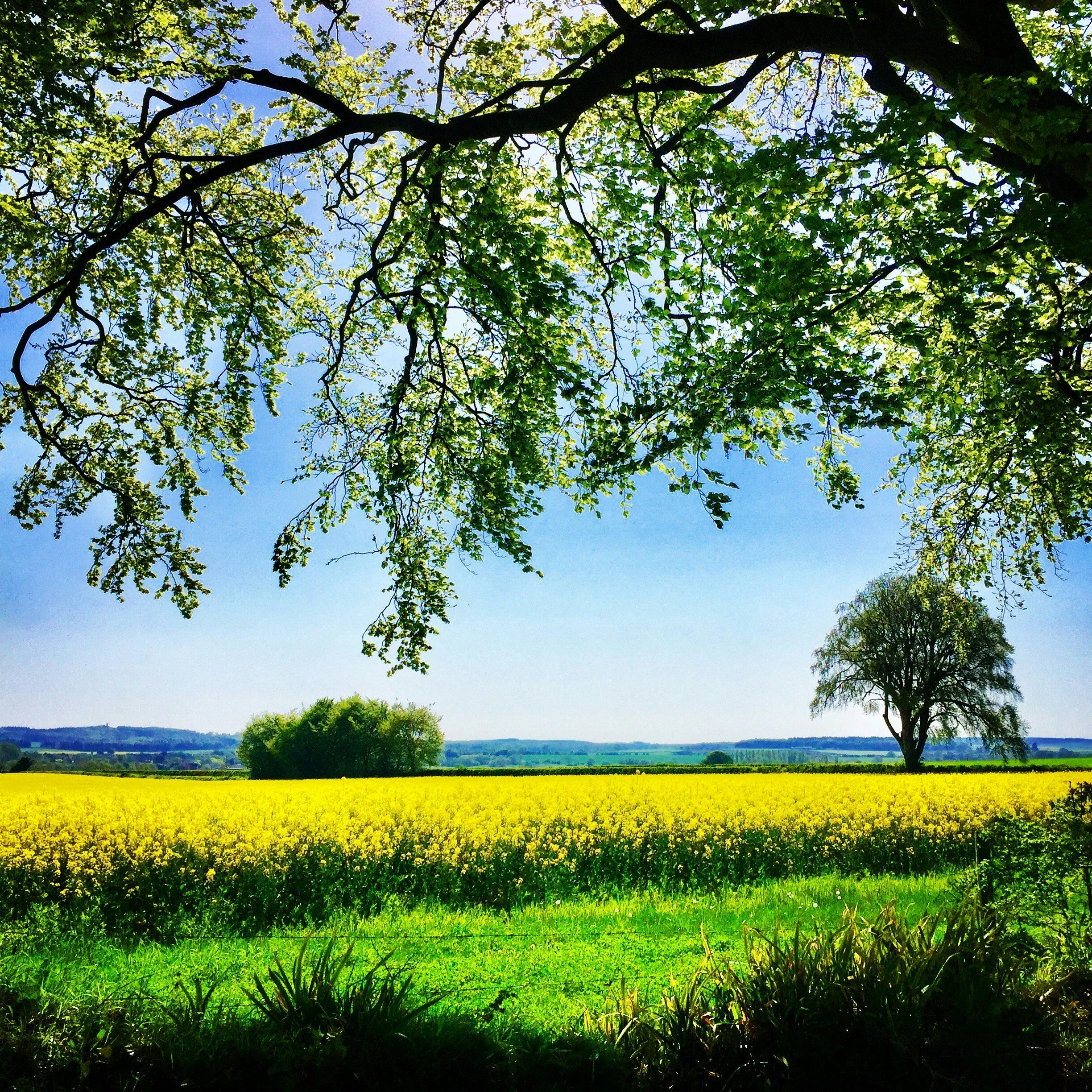 sunny countryside in wimborne