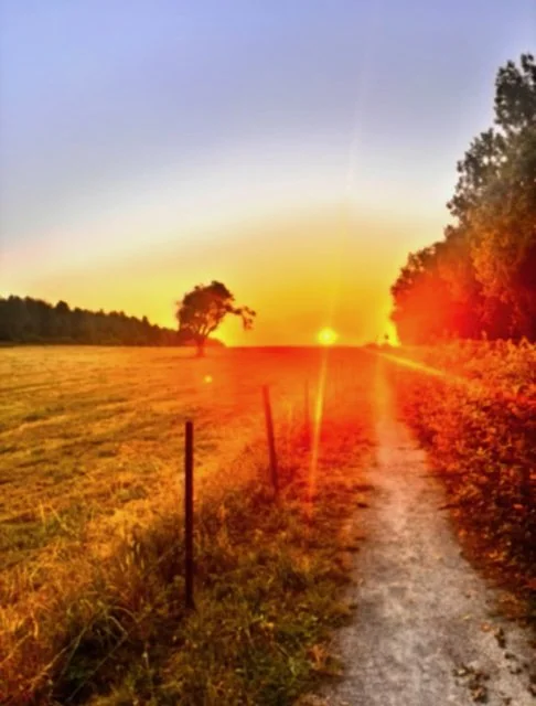 Coucher de soleil sur un chemin de terre traversant un champ avec des arbres en arrière-plan.