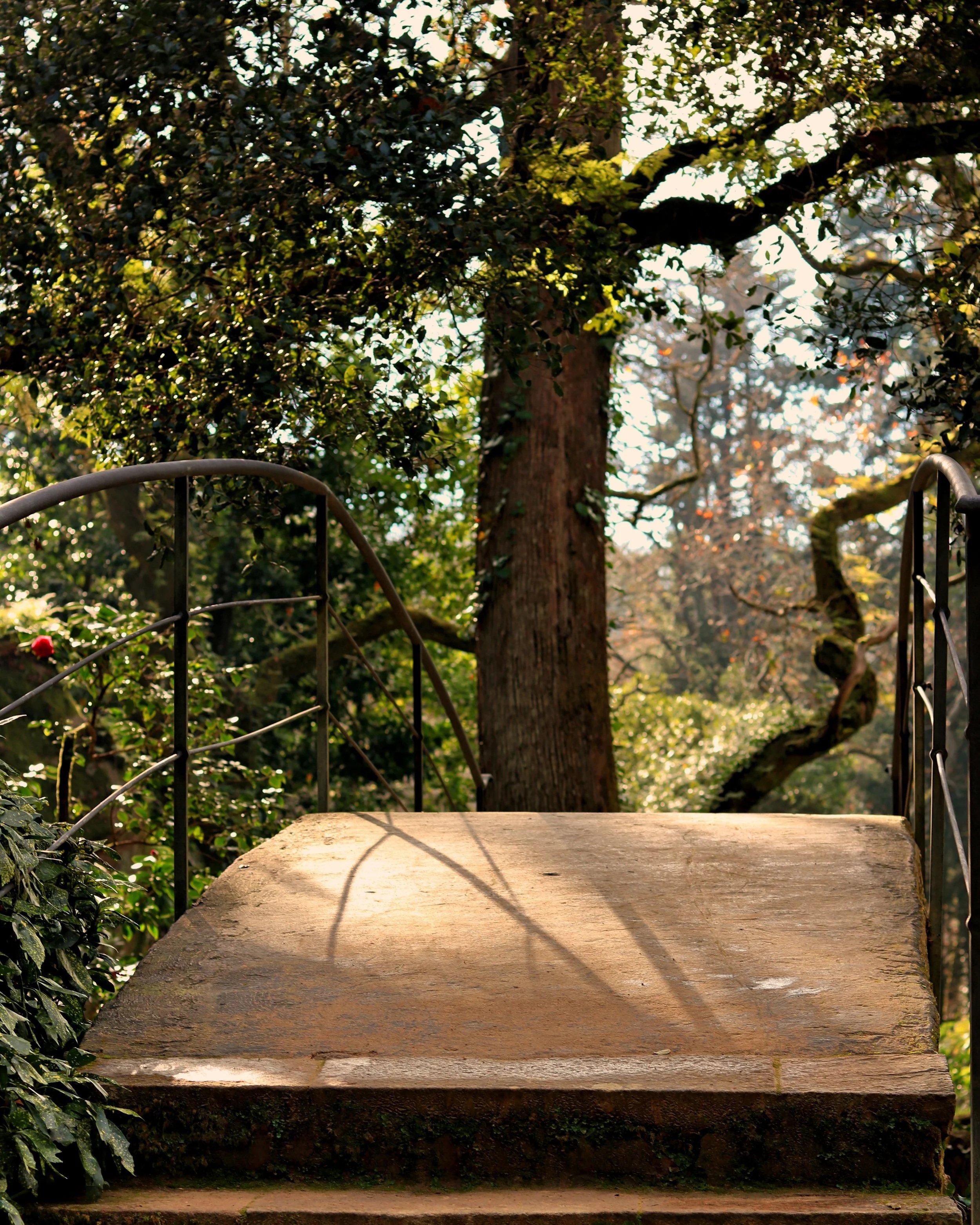 A wooden platform with black metal railings surrounded by lush green trees and foliage under bright sunlight.