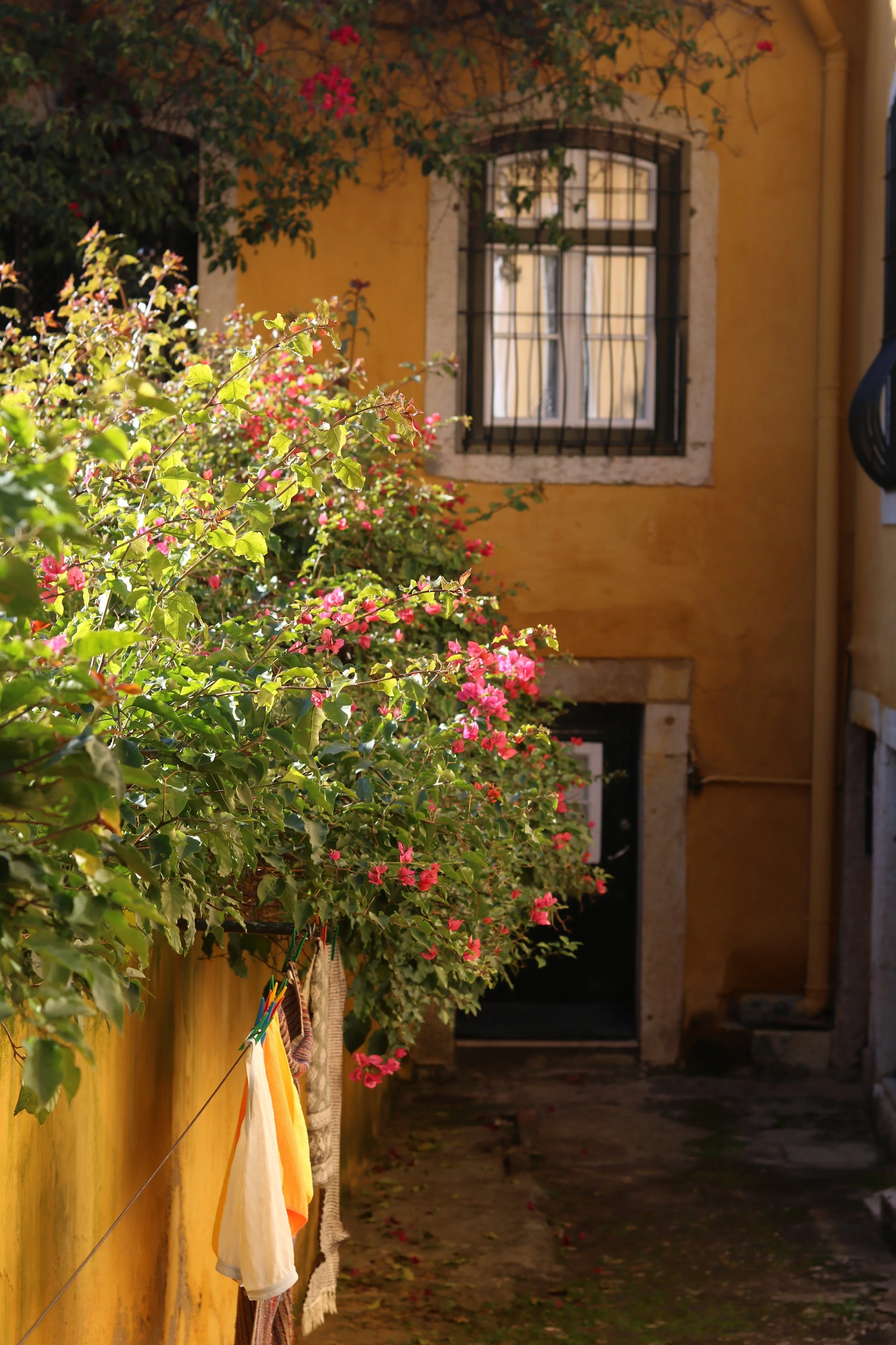 A yellow house wall with a window that has black decorative bars. In front, there are pink flowering bushes and laundry hanging on a clothesline, including yellow, white, and patterned towels or cloths.