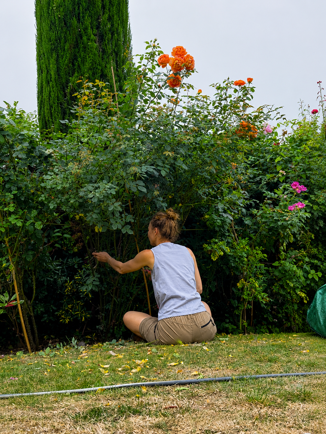 Garden Consultation and Care