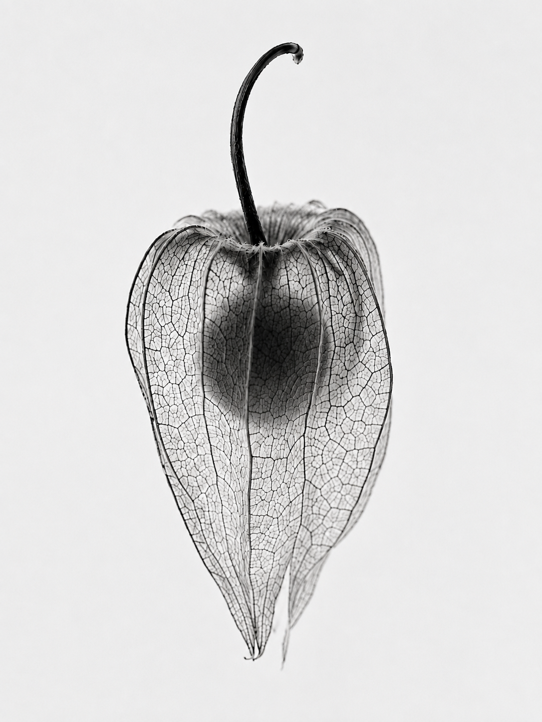 Portrait and Botanical professional photography