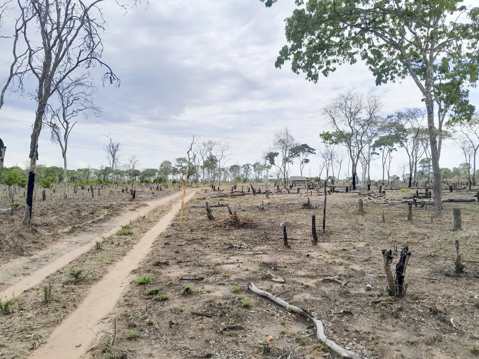 Scorched land with burnt trees and a dirt path, overcast sky.