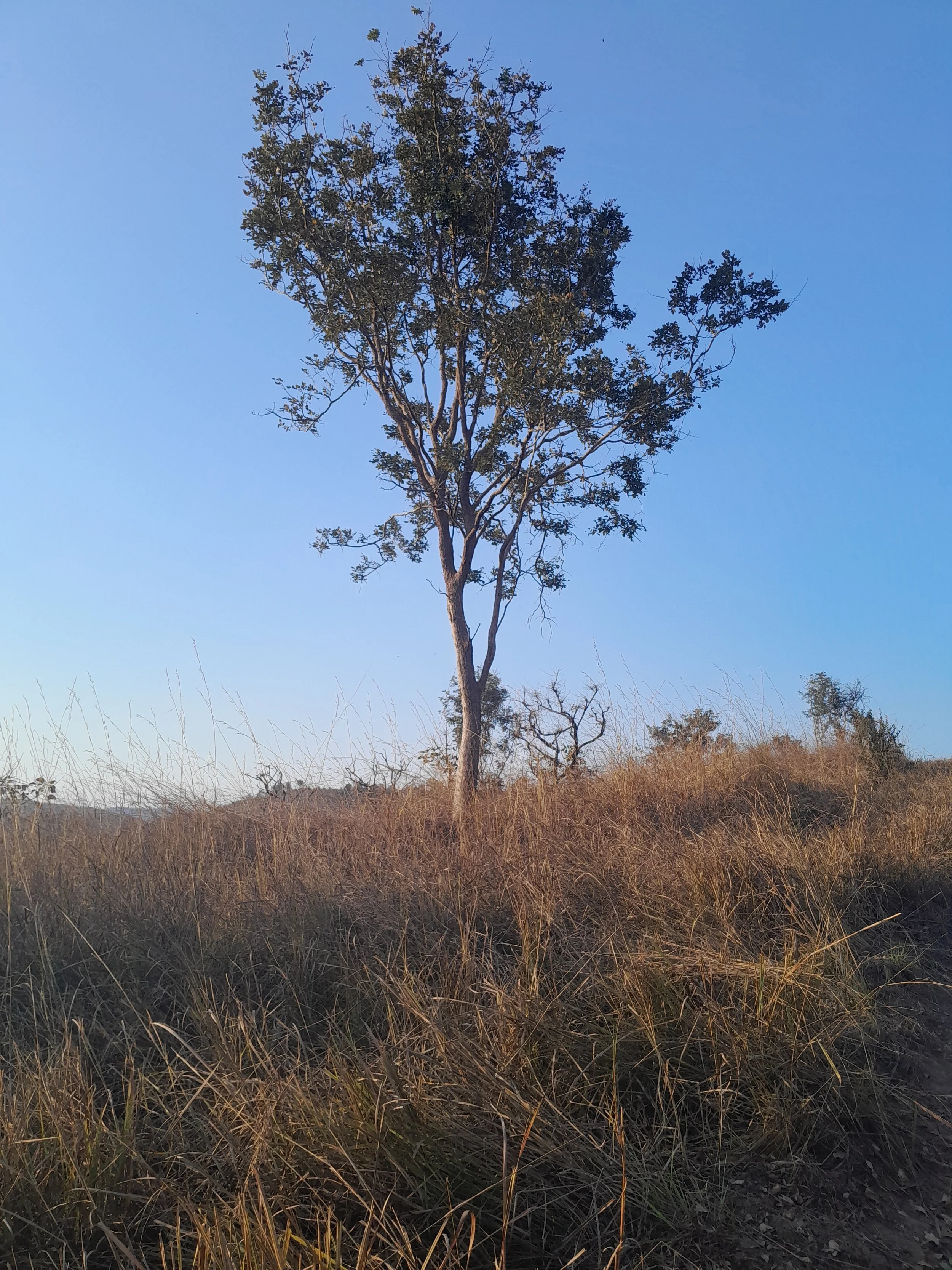 A tall, sparse tree with a small canopy stands alone in a field of dry grass under a clear blue sky.