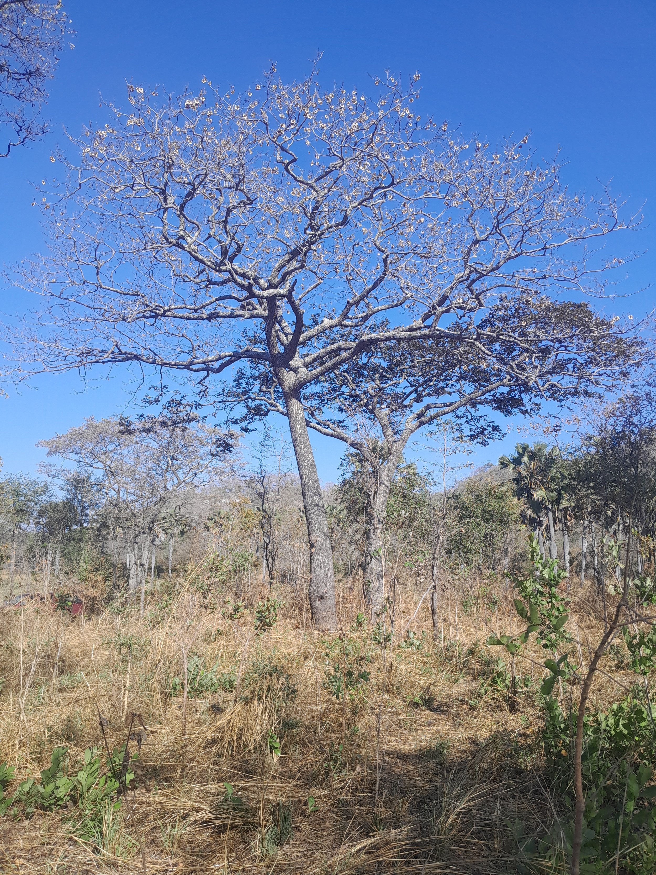 A leafless tree with snow on its branches in a dry, grassy field under a clear blue sky.